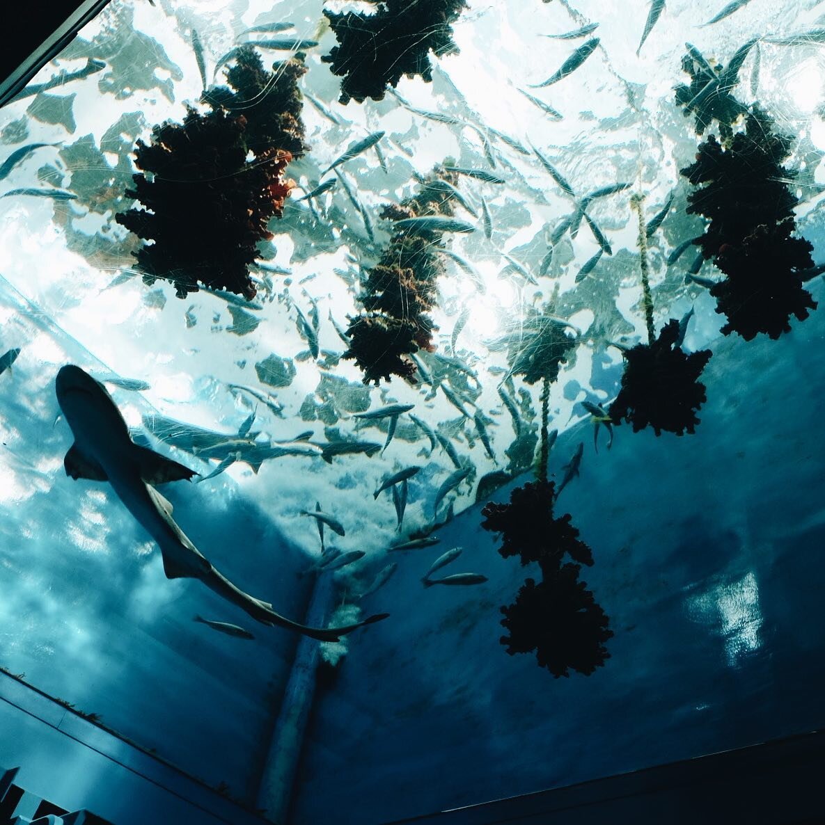 久々に水族館行ったけどやっぱ好きだな

#仙台うみの杜水族館 #仙台 #sendai #miyagi #宮城 #水族館 #aquarium