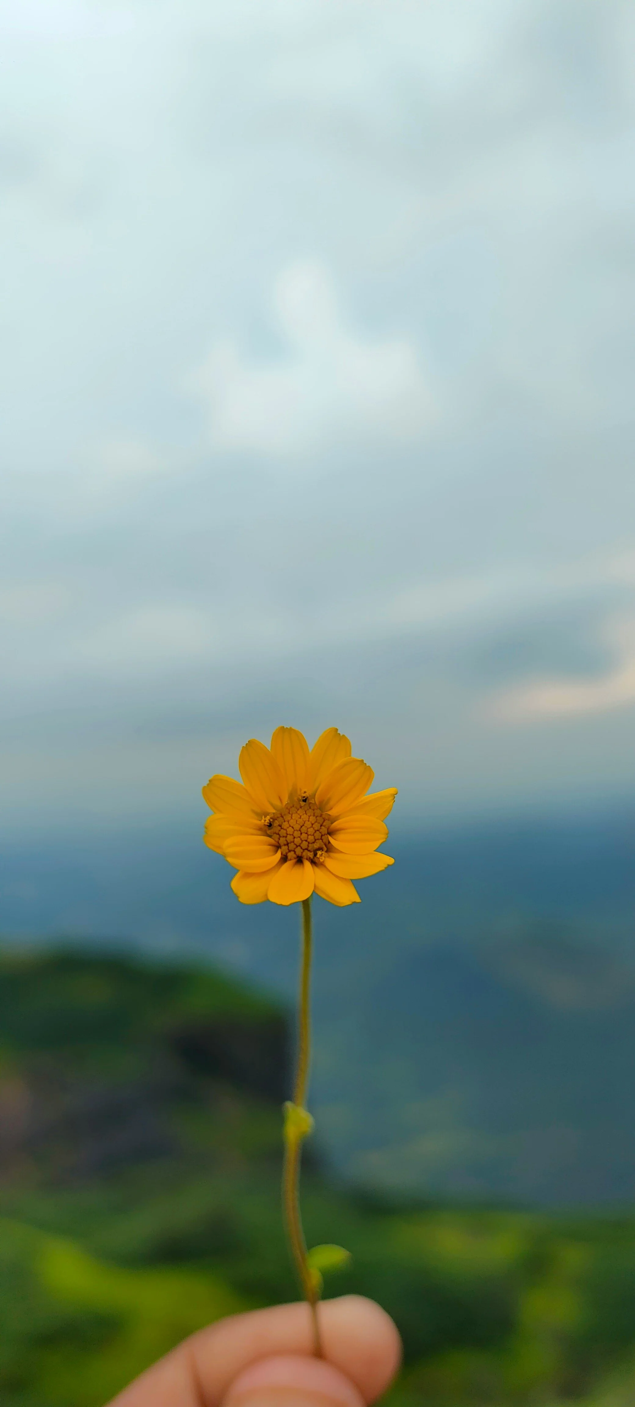 The seeds of gratitude and appreciation