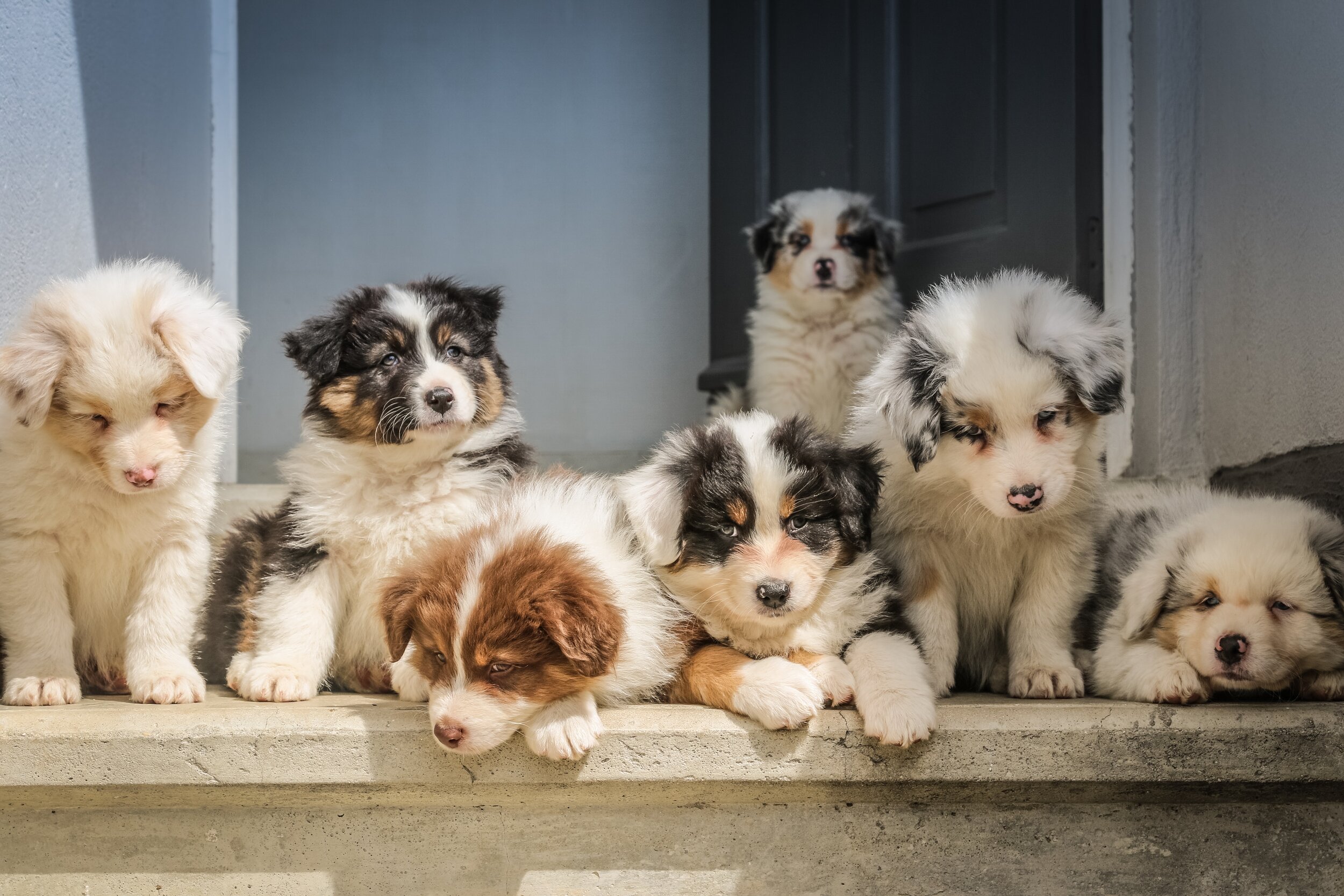 Obedience and Puppy Training