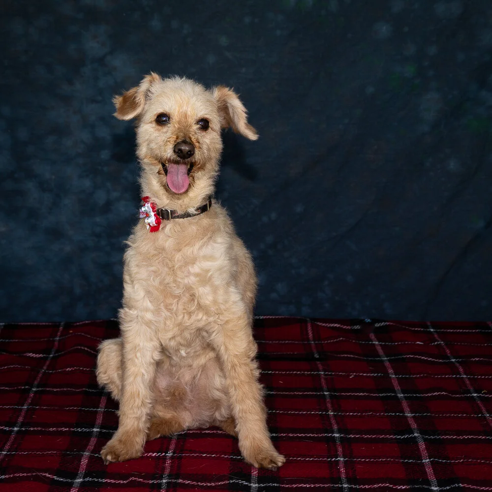 Gallery — Northern Suburbs Training & Obedience Dog Club