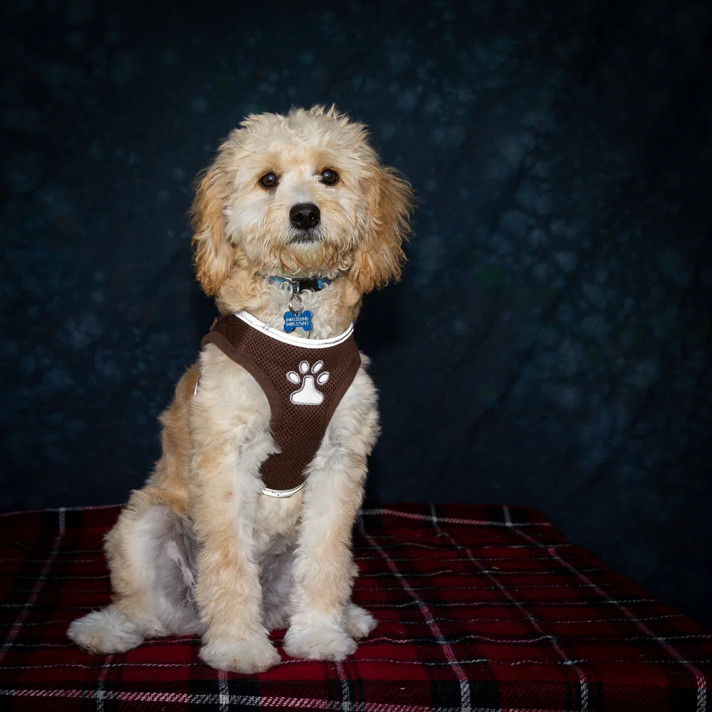 Gallery — Northern Suburbs Training & Obedience Dog Club