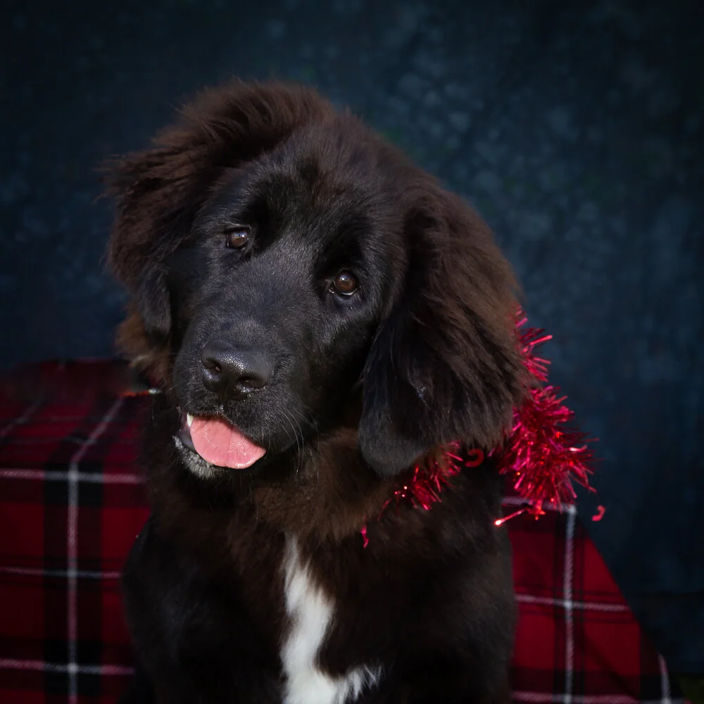 Gallery — Northern Suburbs Training & Obedience Dog Club