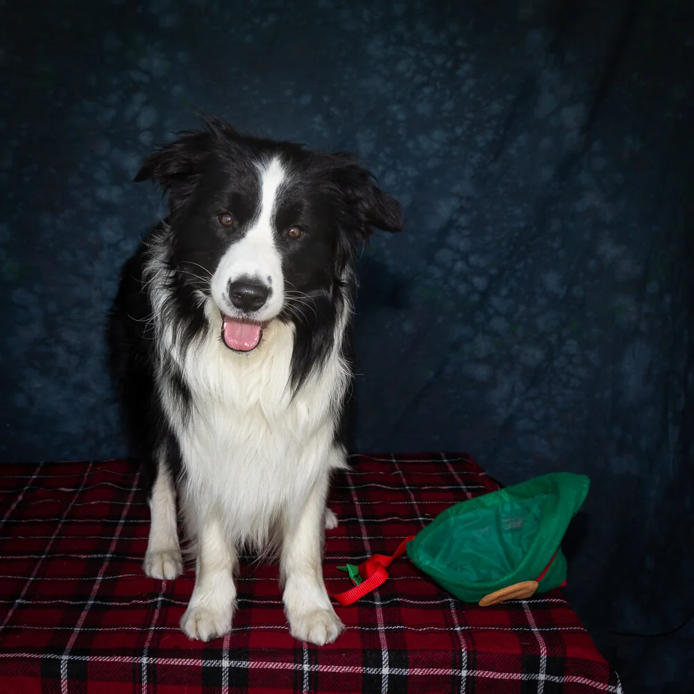 Gallery — Northern Suburbs Training & Obedience Dog Club