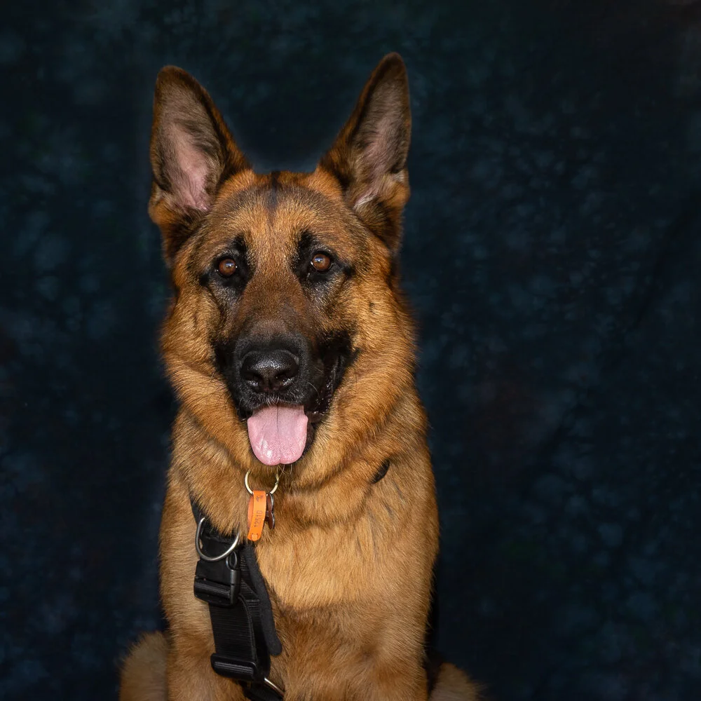 Gallery — Northern Suburbs Training & Obedience Dog Club