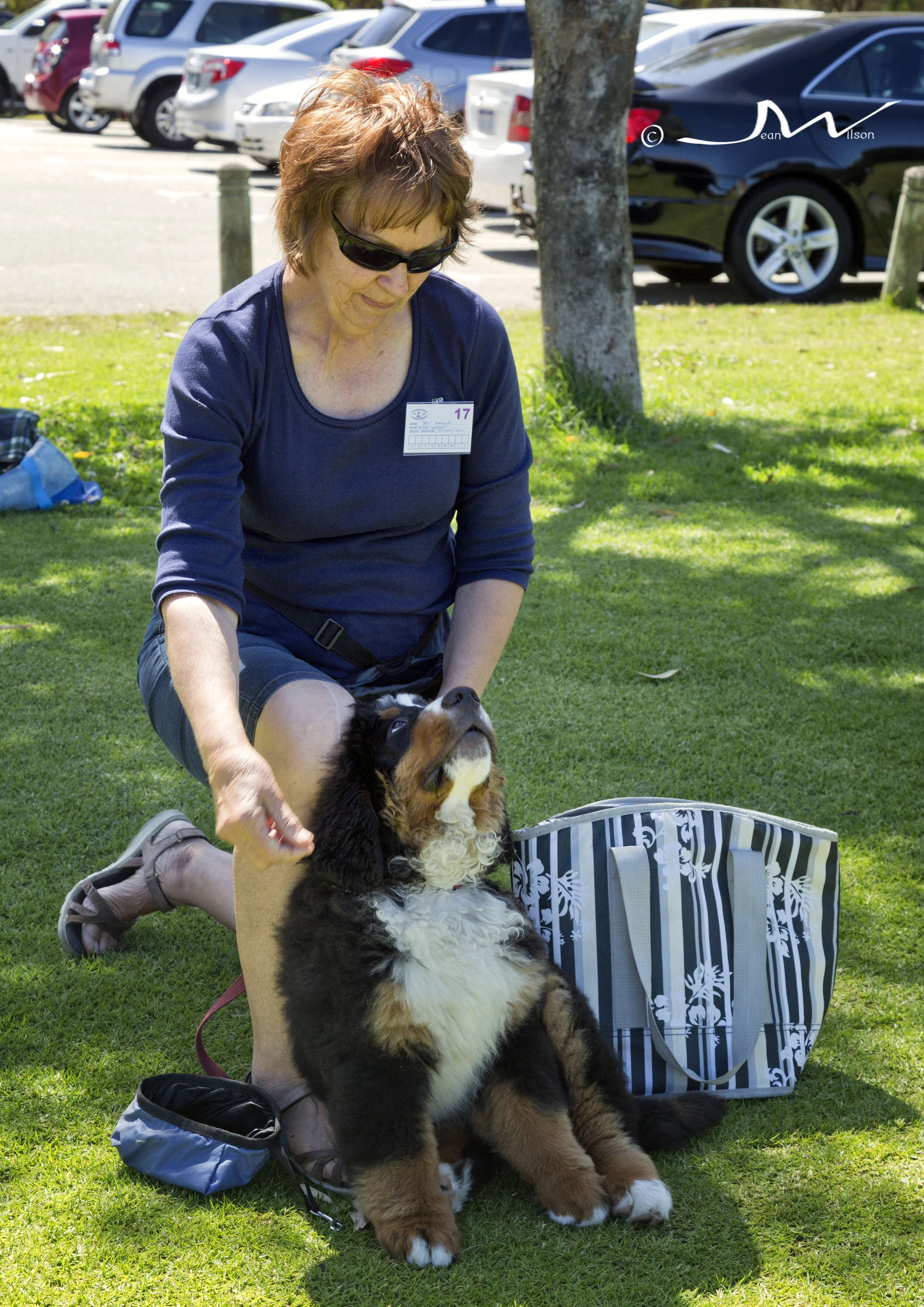 Gallery — Northern Suburbs Training & Obedience Dog Club