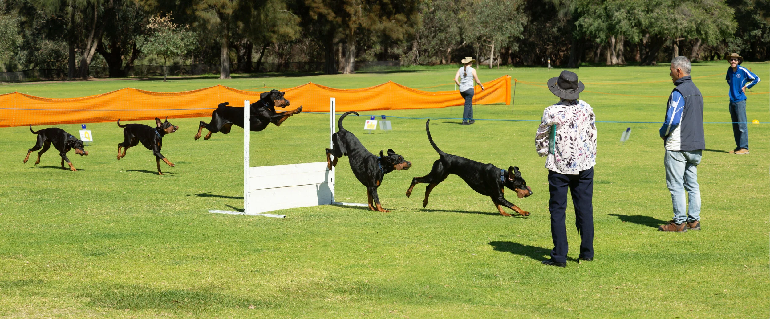 kennel club obedience