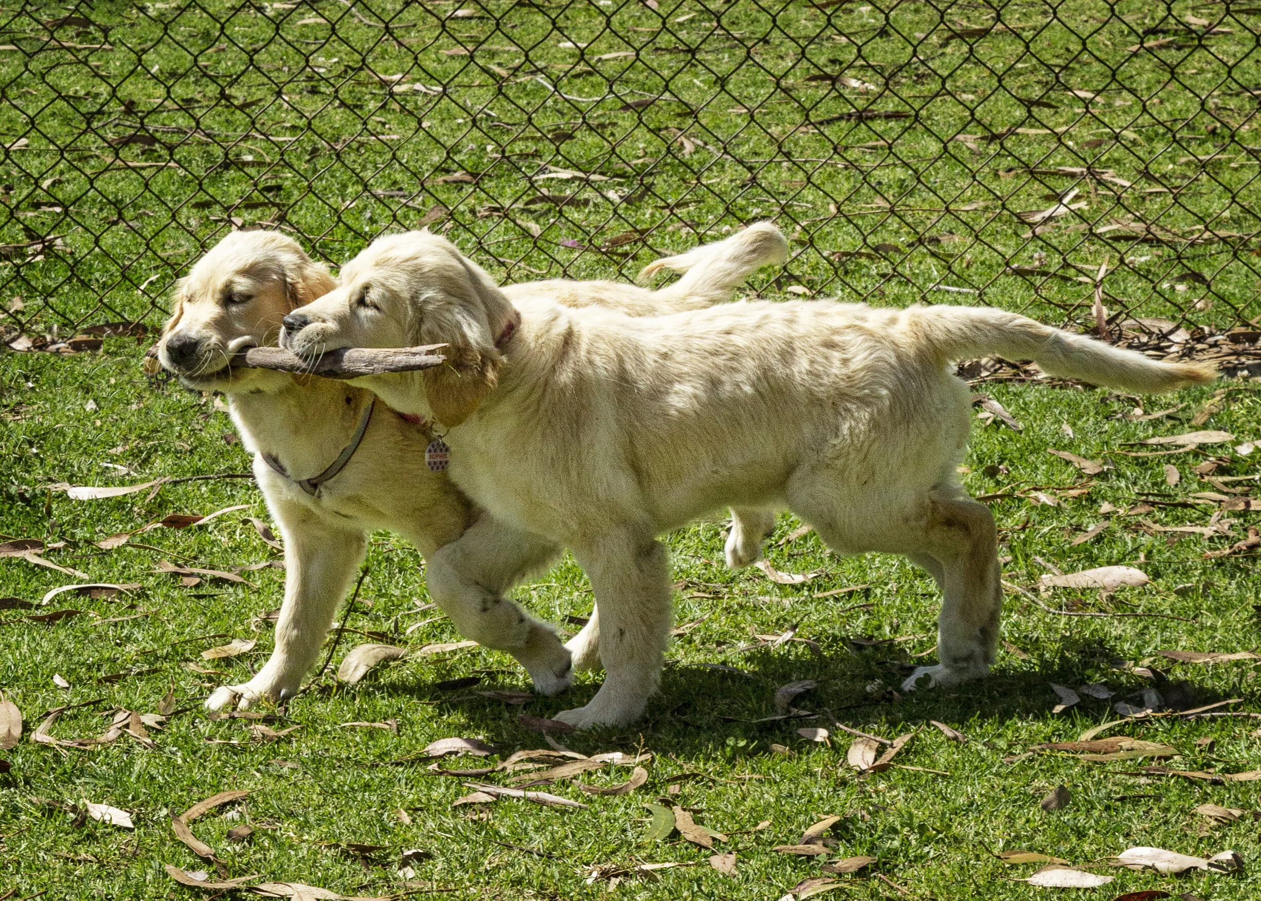 Puppy Only Training