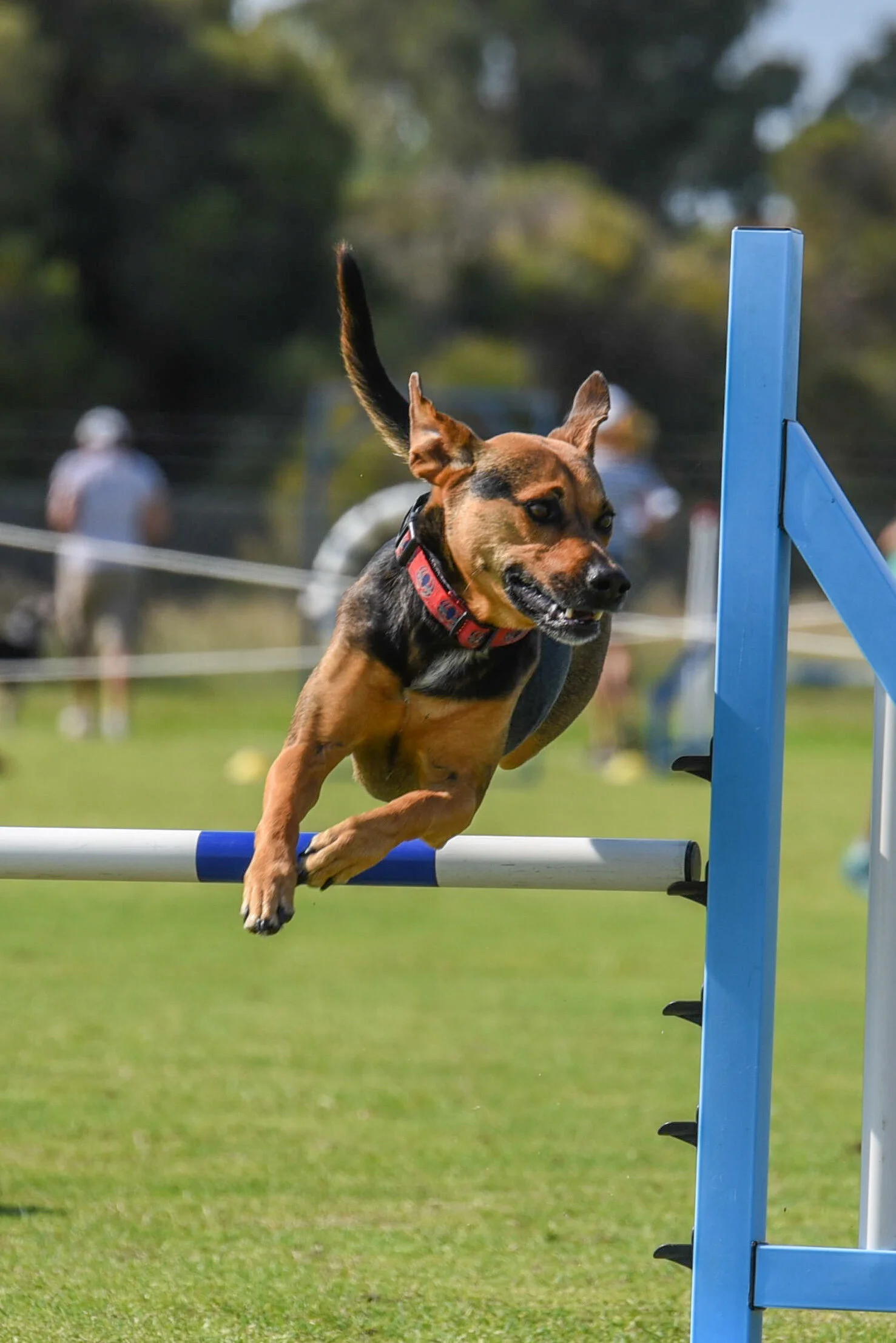 Dogs West Agility Trial