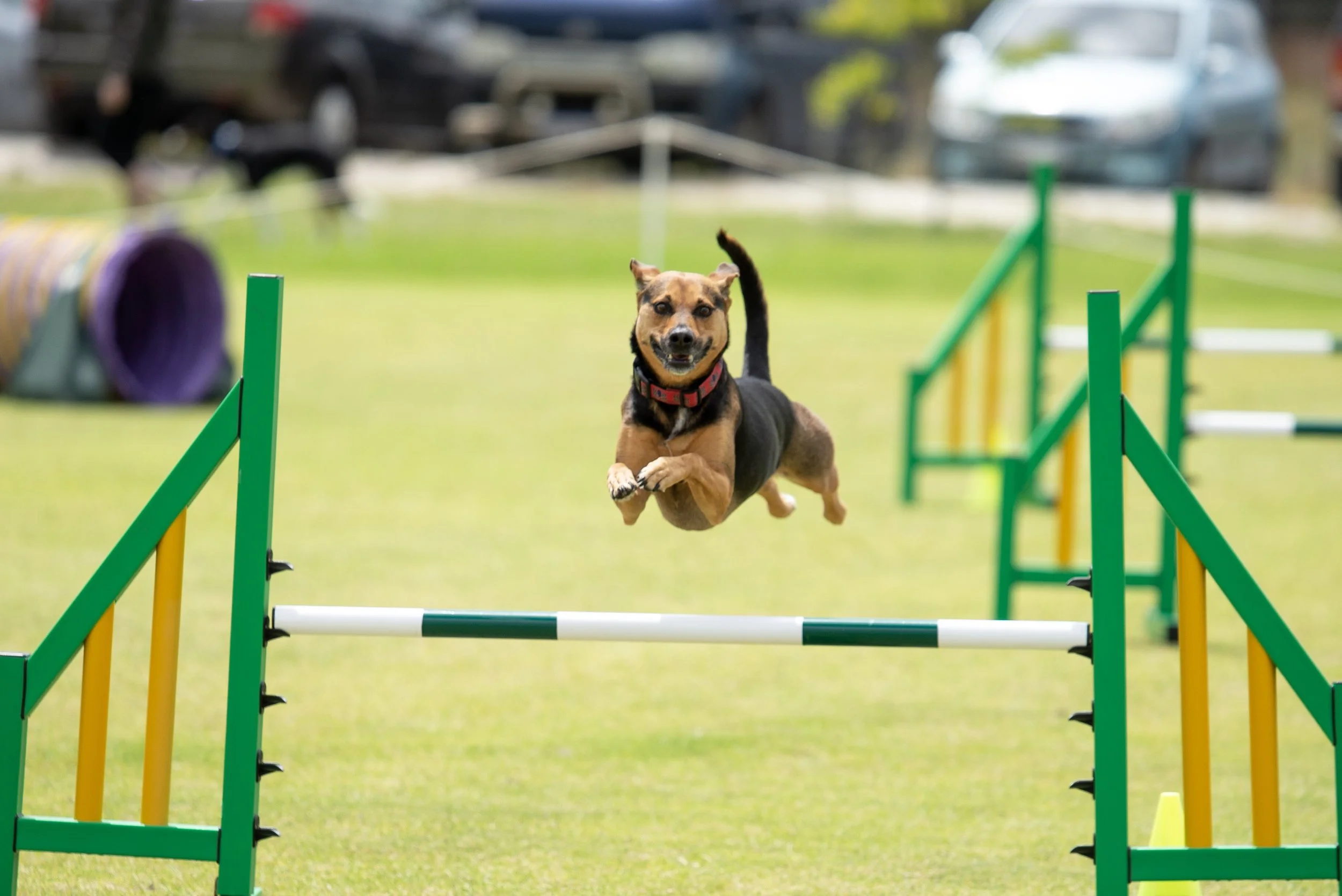 Agility, Tricks, DWD Christmas Wind-up Party