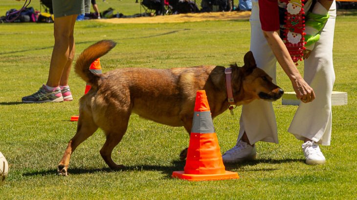 Tricks Training