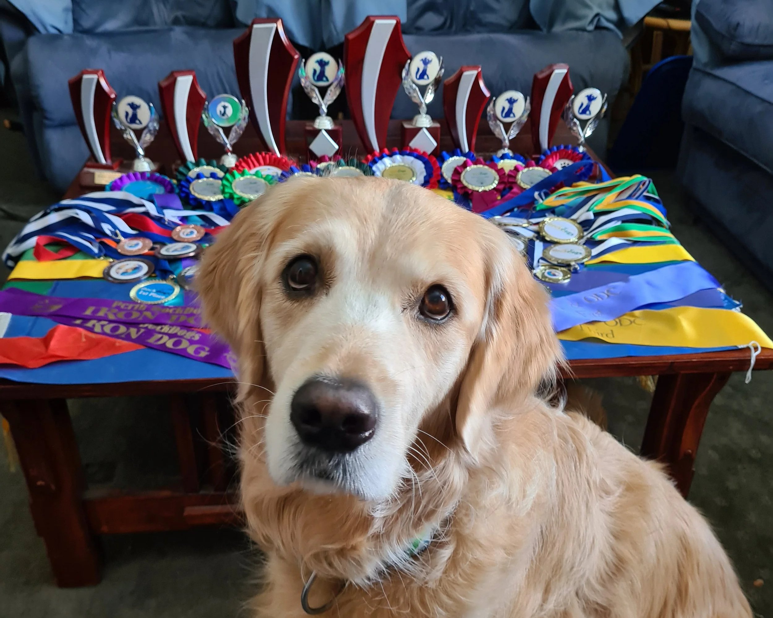 Puppy Class and Competition
