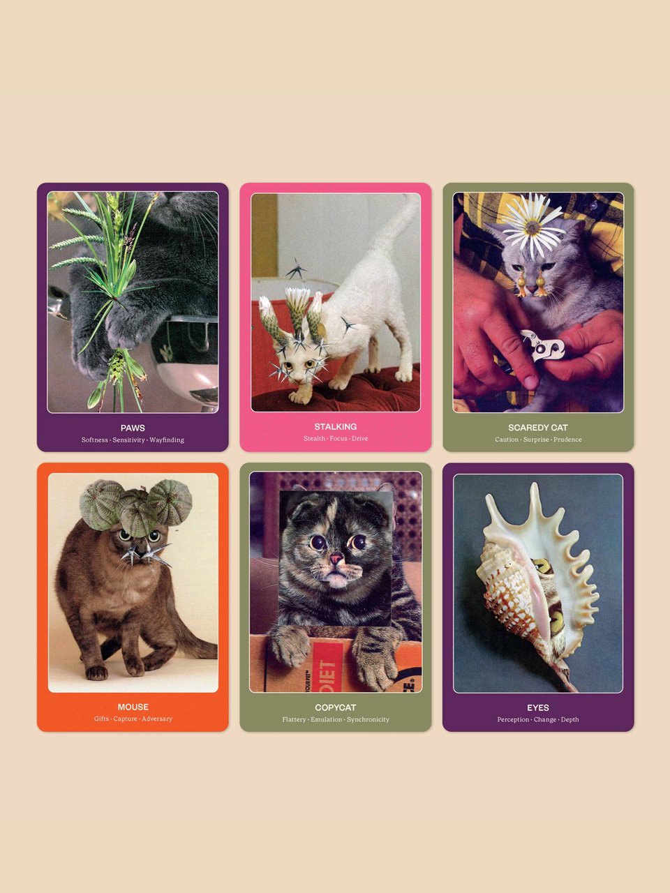 cat-oracle-3.jpg