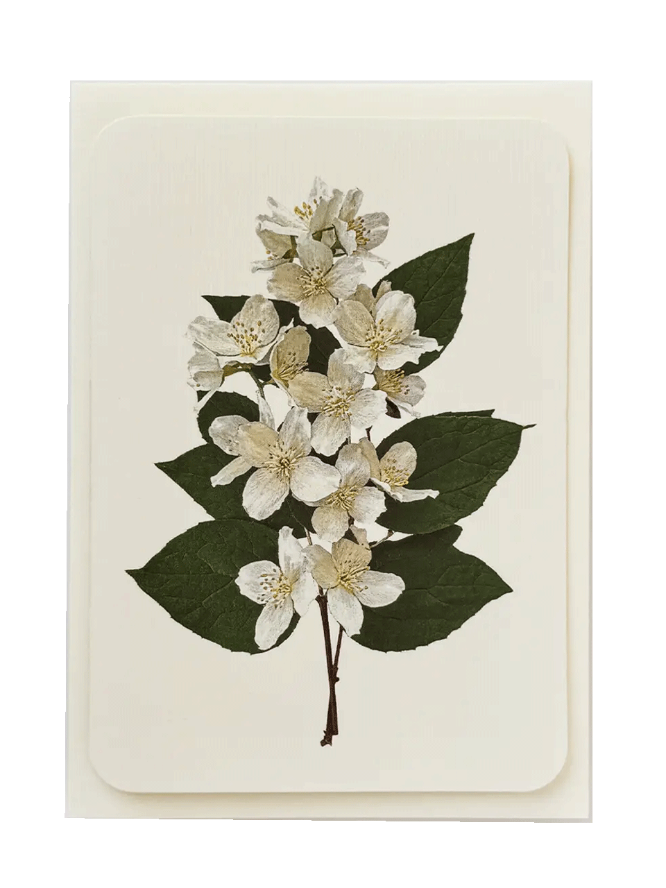 Greeting Card WOOD ANEMONE