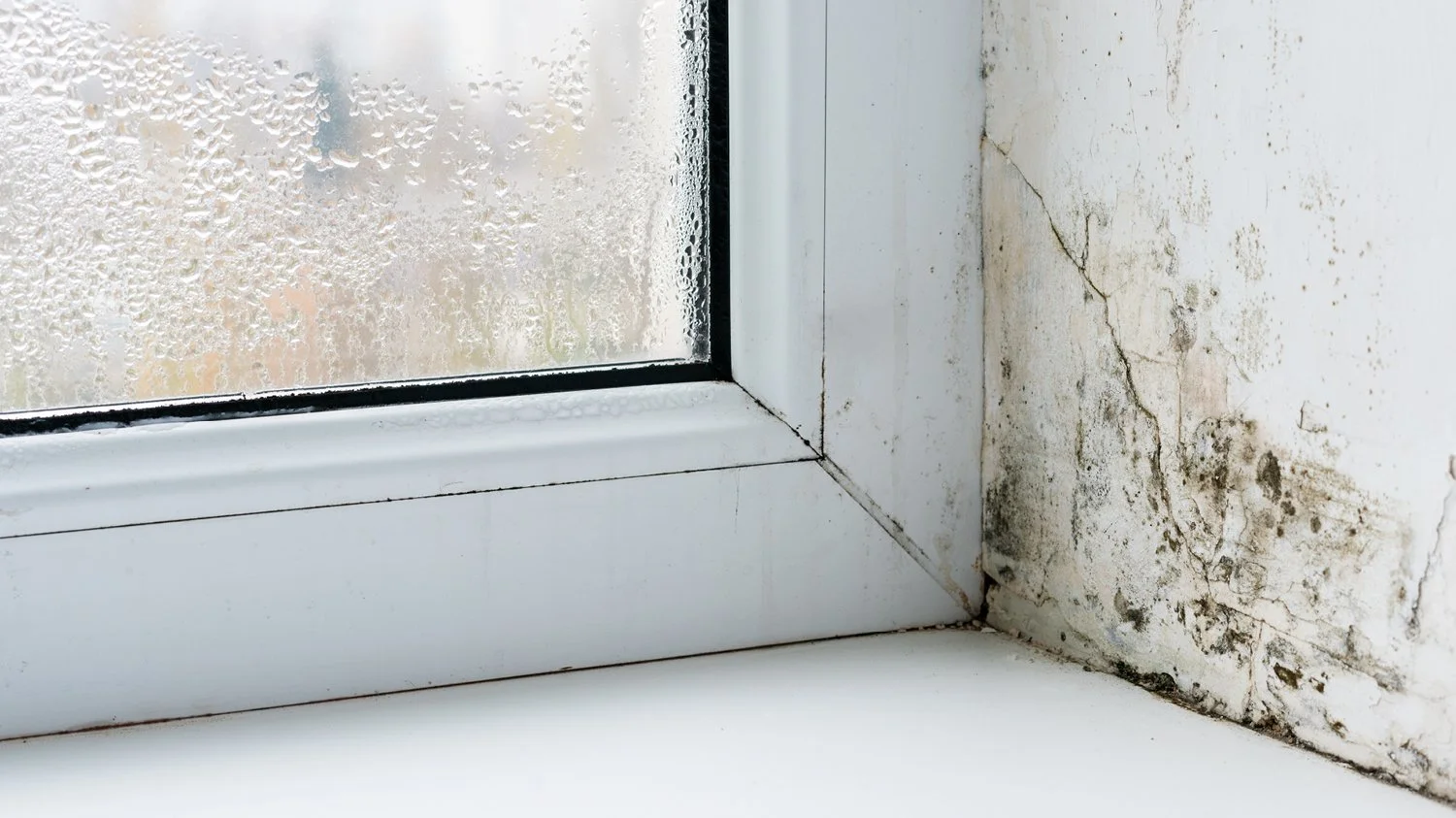 Know your rights what to do if you have damp and mould in a rented