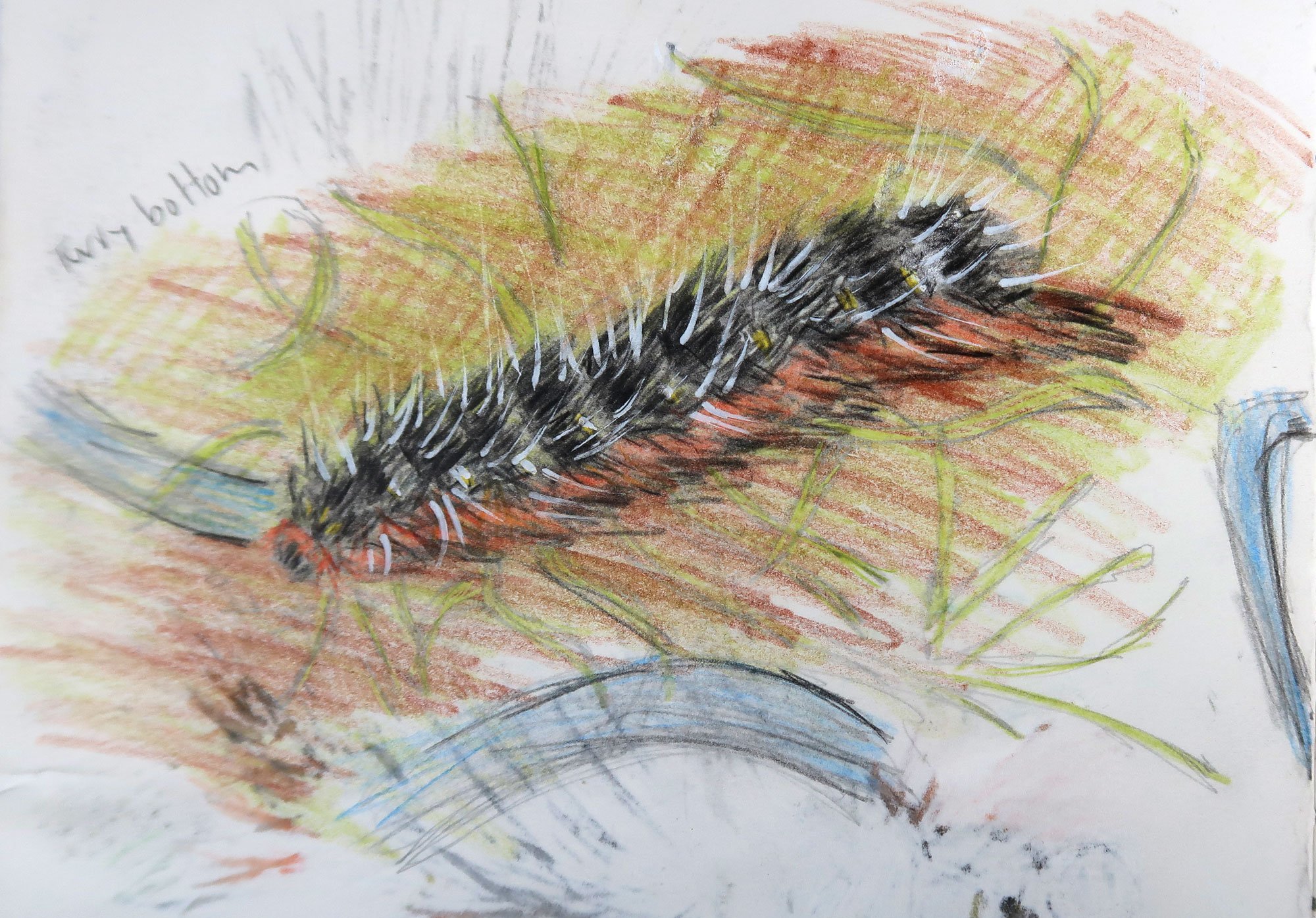 IMG_2022-tiger-moth-caterpillar-sketch-1-web-opt.jpg