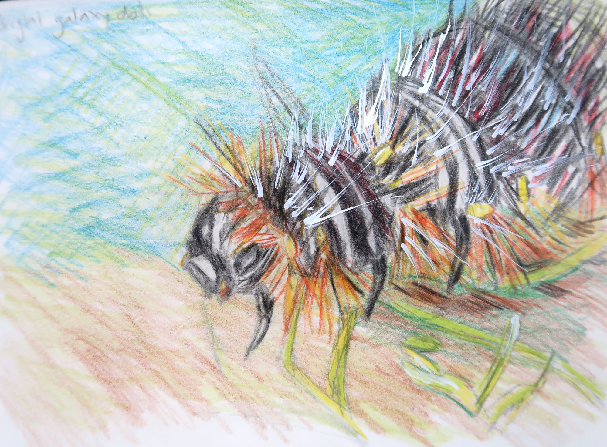 IMG_2027-tiger-moth-caterpillar-sketch-3-web-opt.jpg