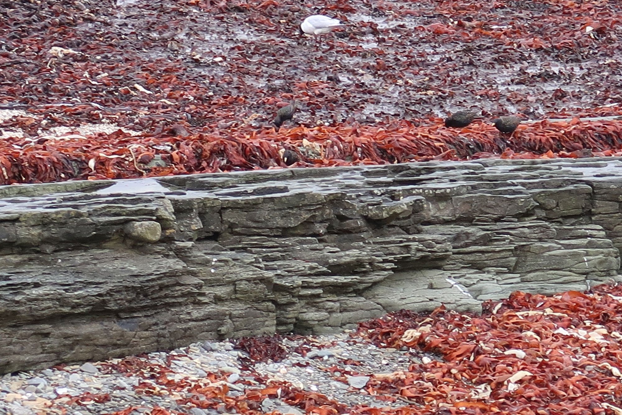 Starlings-Birsay-IMG_1011-web-opt.jpg