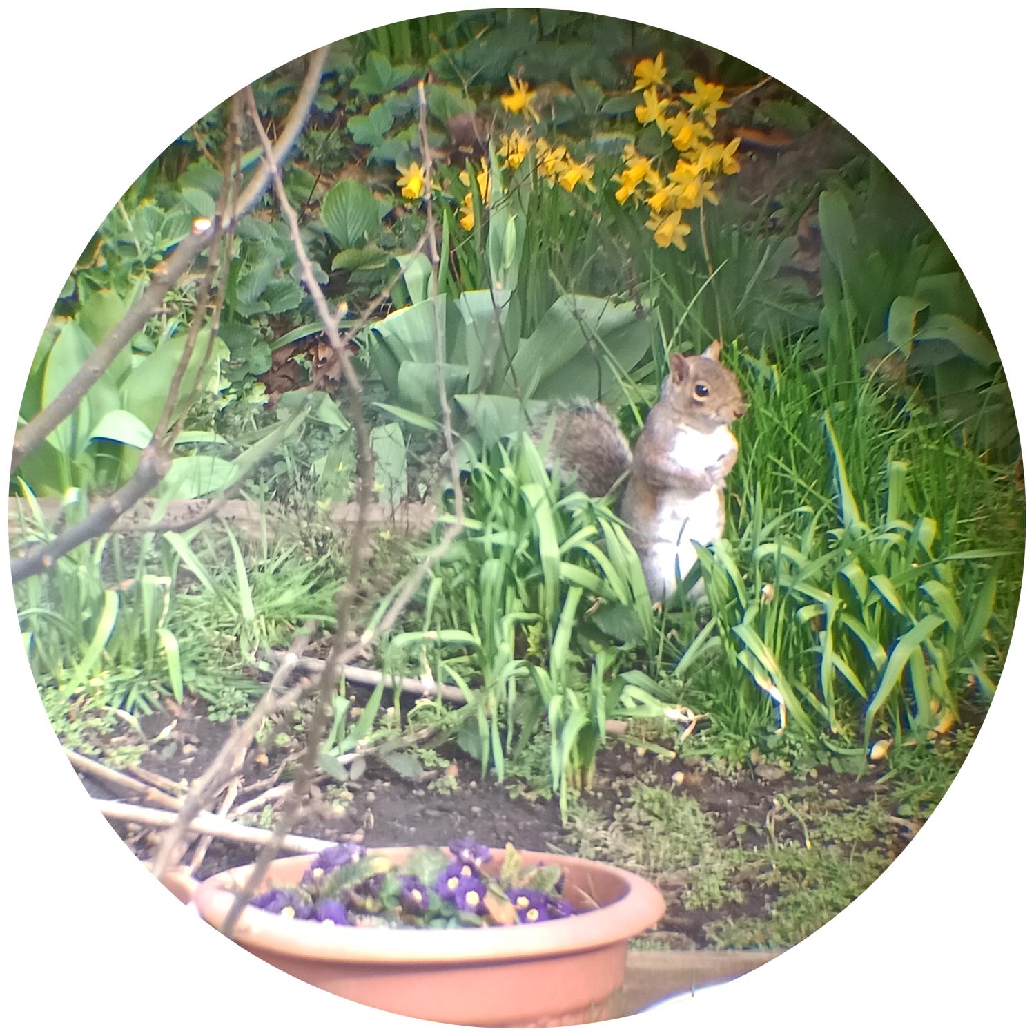 The Wee Scottish Garden, Scotland