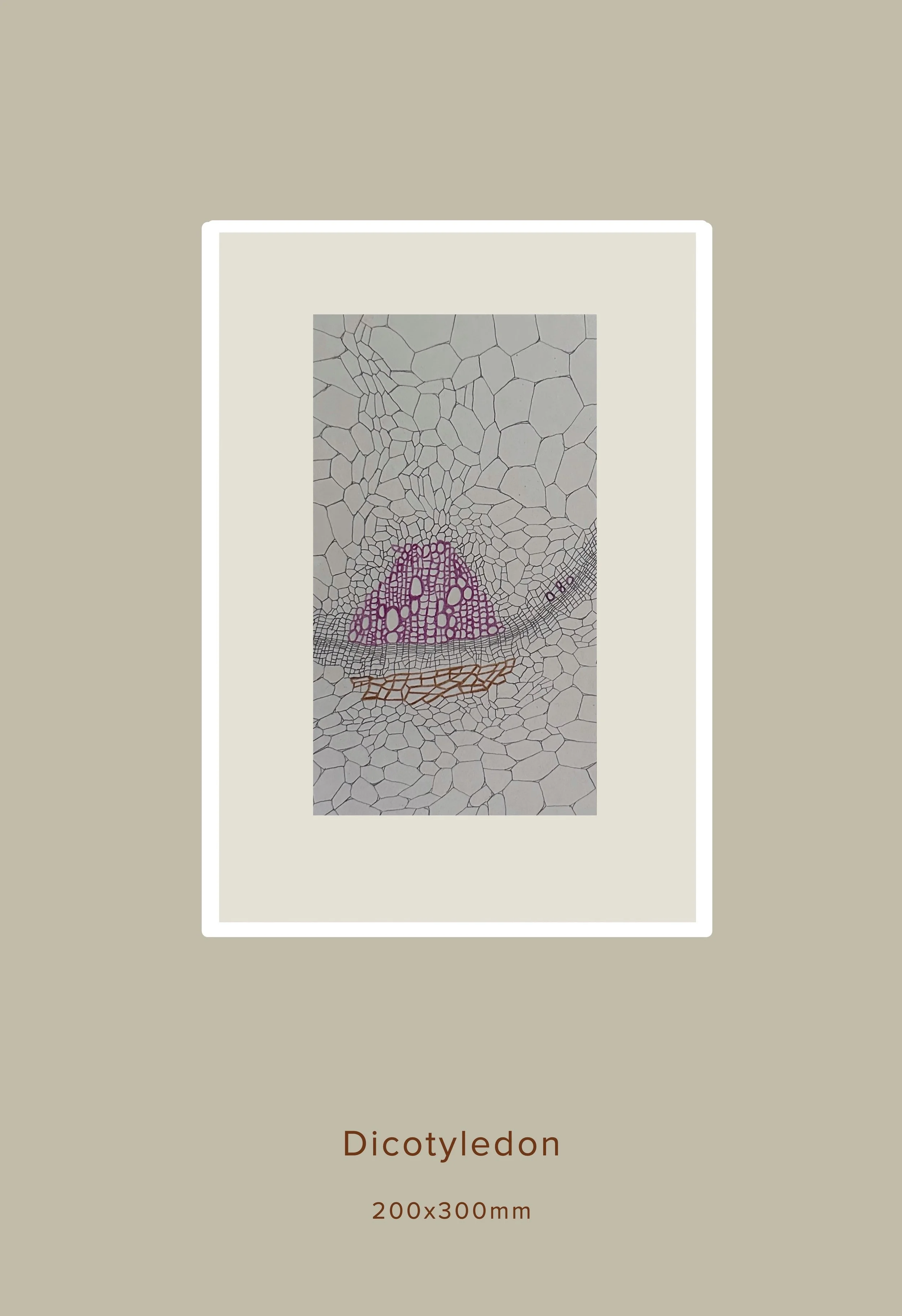Drawing Dicotyledon.jpg