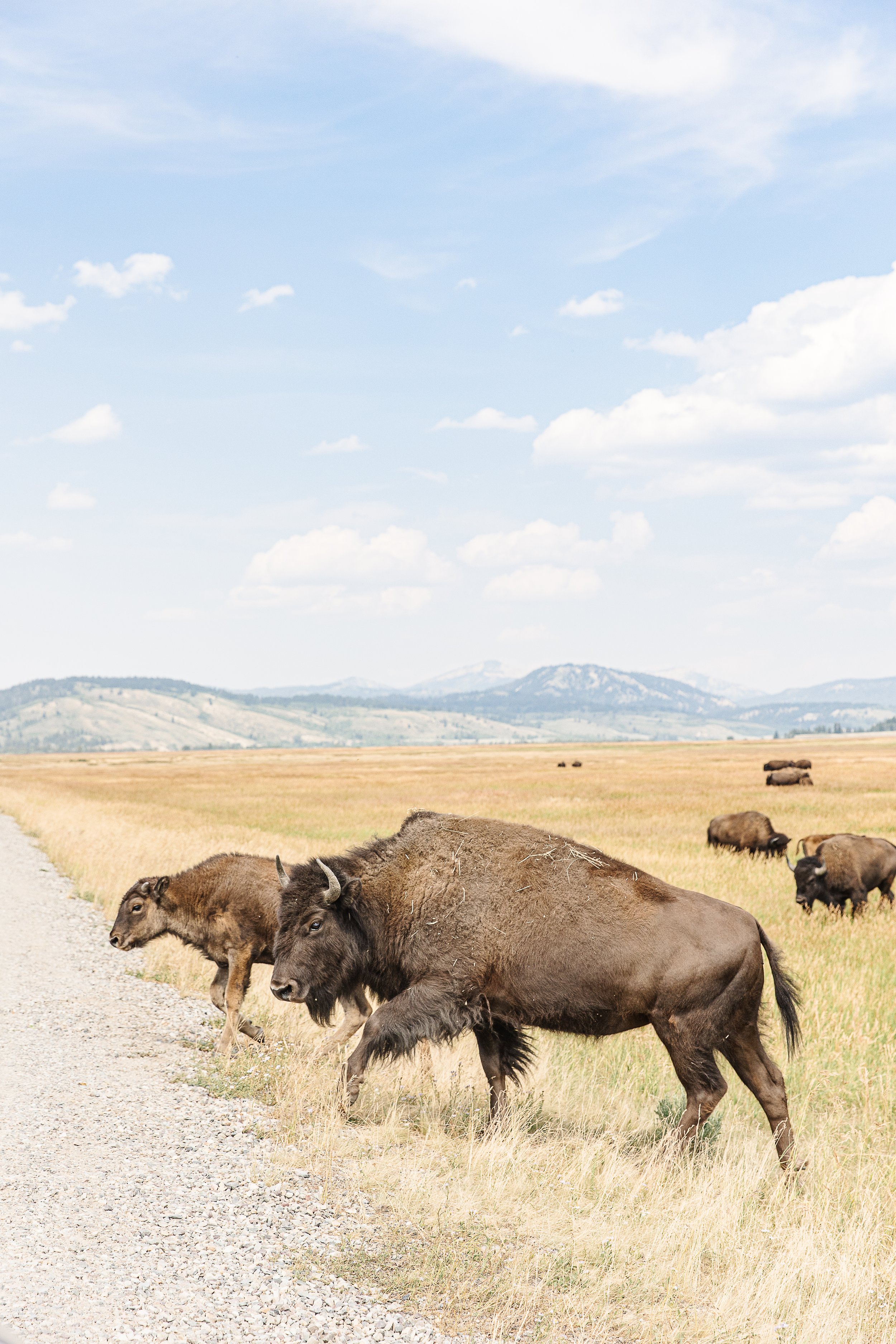 Bison Crossing-1.jpg