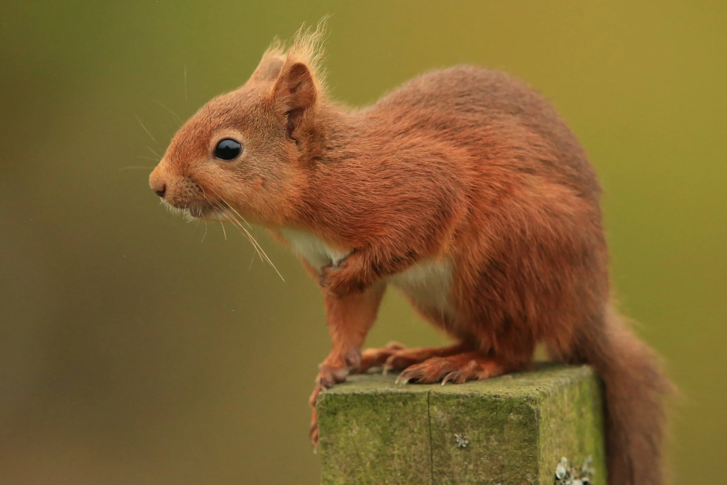 Red Squirrel.jpg