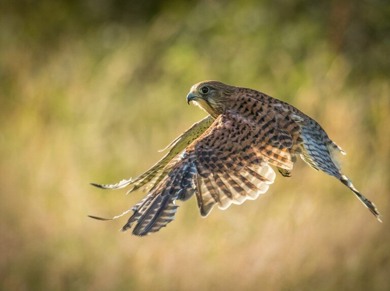 kestrel1.jpg