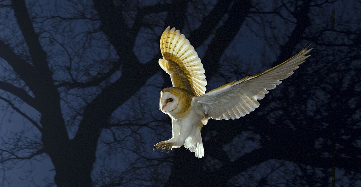 barn owl.jpg
