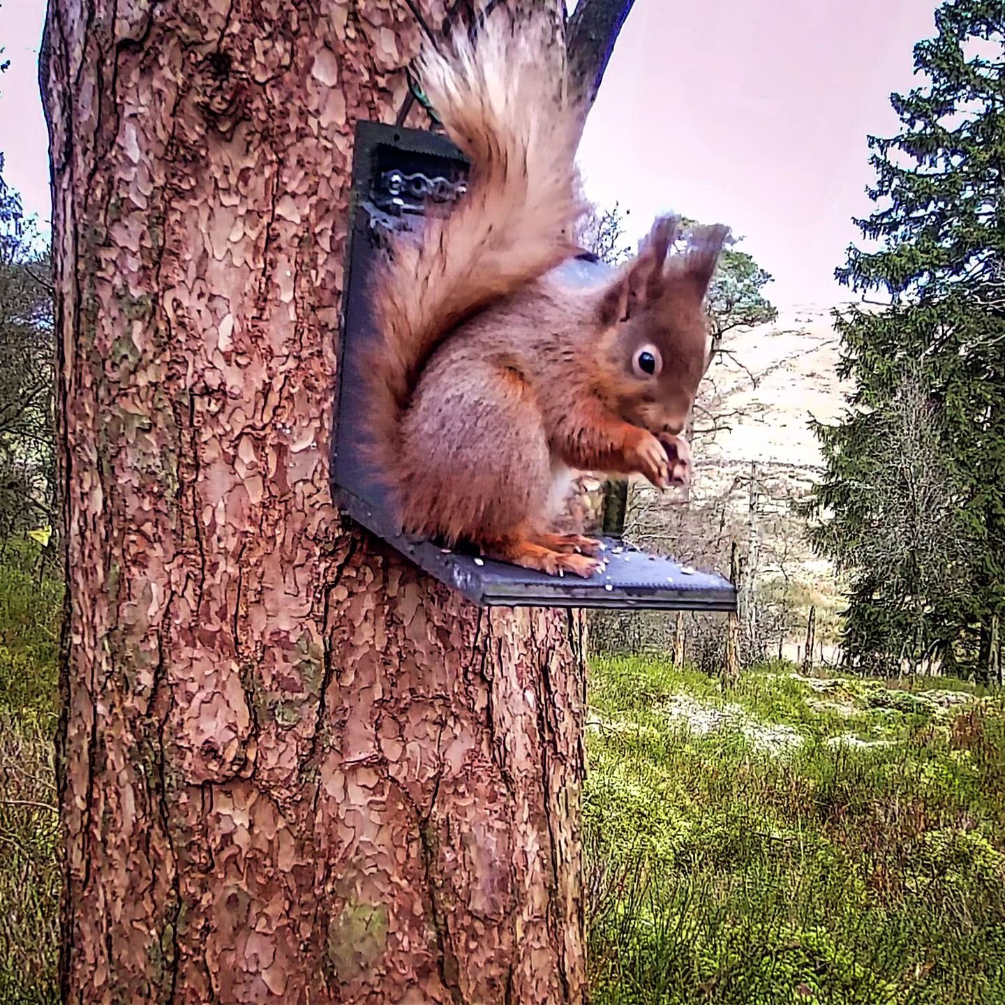 NUTS!

We love sharing photos from our hidden boxes in Bilberry Wood to bring you a secret snapshot of the lives of the elusive red squirrels that live here.

Long may they grow from strength to strength!

#Nethergillfarm #Nethergill #yorkshiredales 