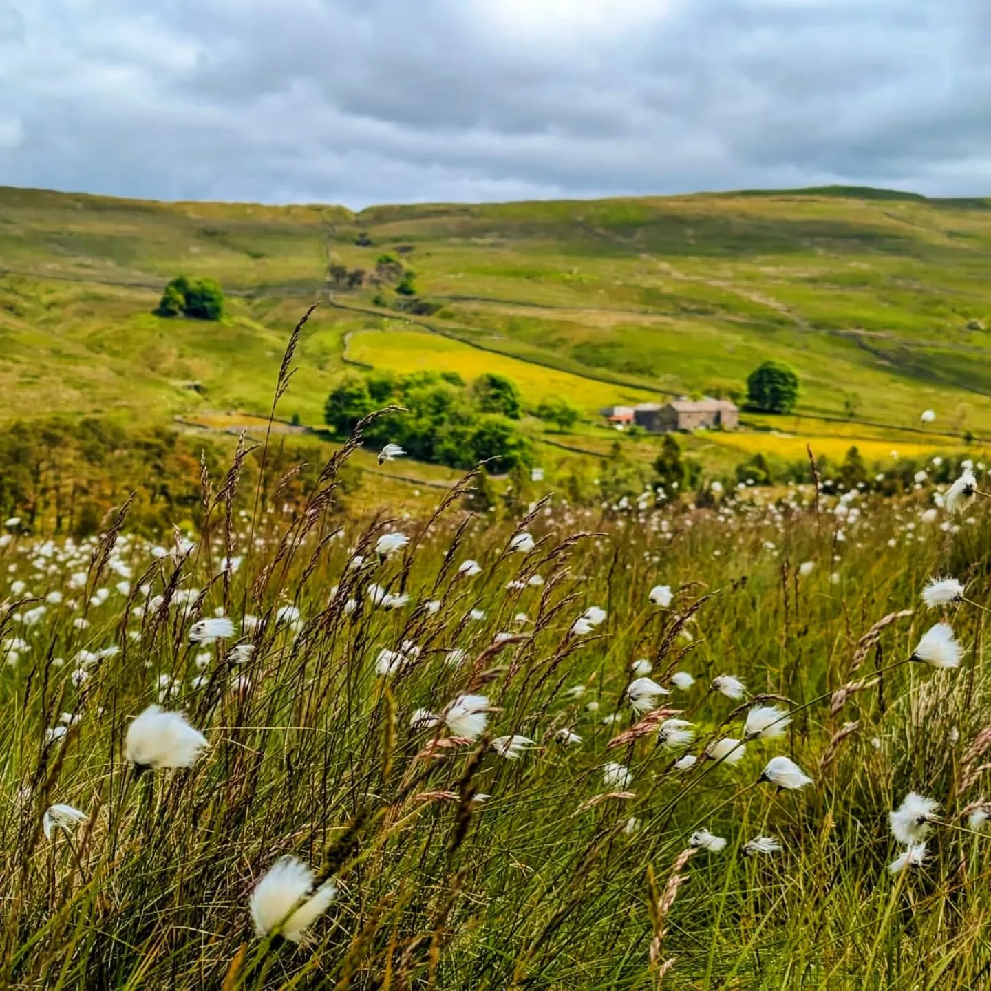 Here comes the cotton grass. 

A wet start to the year followed by an early burst of warmth this Spring has caused it to thrive this year at Nethergill. 

Cotton grass is a sedge rather than a true grass. It prefers the blanket bogs where peat is for