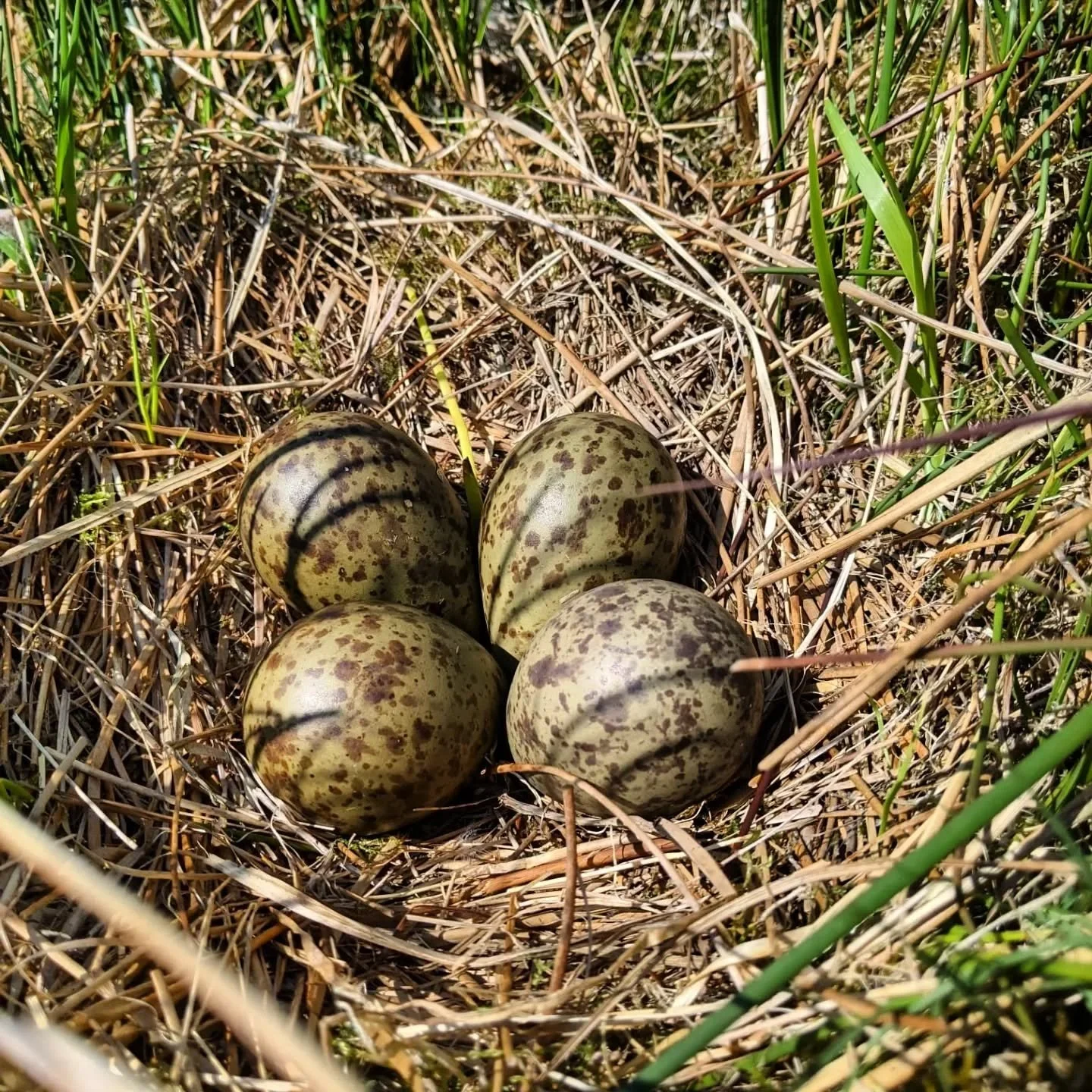 Happy #WorldCurlewDay!

On this day we celebrate the Eurasian Curlew and how lucky we are that they call Nethergill Farm their home and to hear their distinctive and iconic haunting cry each spring.

The first picture shows a clutch of curlew eggs tu