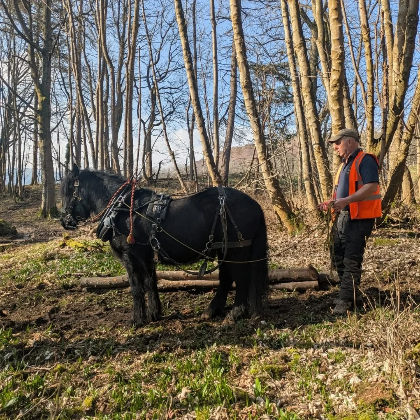 Great to spend time yesterday with the team from the @heritagefelltrust watching a wonderful demonstration of traditional horse logging by Andrew Letten and his Fell and Dales ponies.

It was inspiring to see how skilfully the ponies extract timber w
