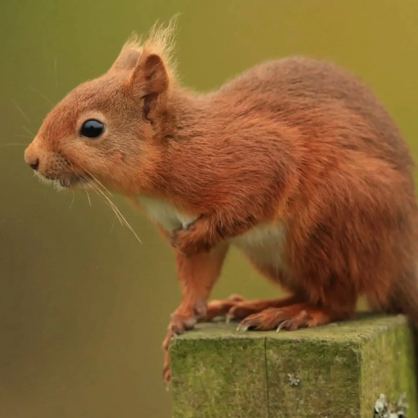 Happy Earth Day 🌍

Nethergill Farm is home to far more than just the Thomas family. Life unfolds quietly but dramatically here. From the flashes of red squirrels high up in the trees, to the haunting call of curlew echoing along the valley. Along th