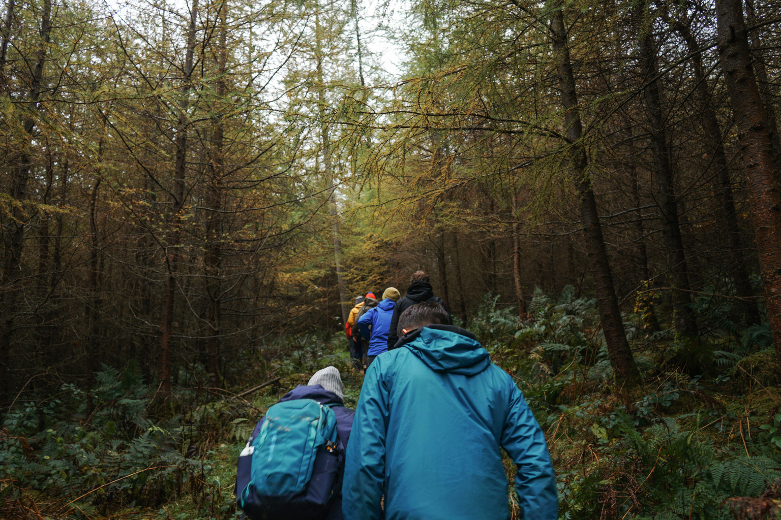 A walk in the Whinlatter Forest