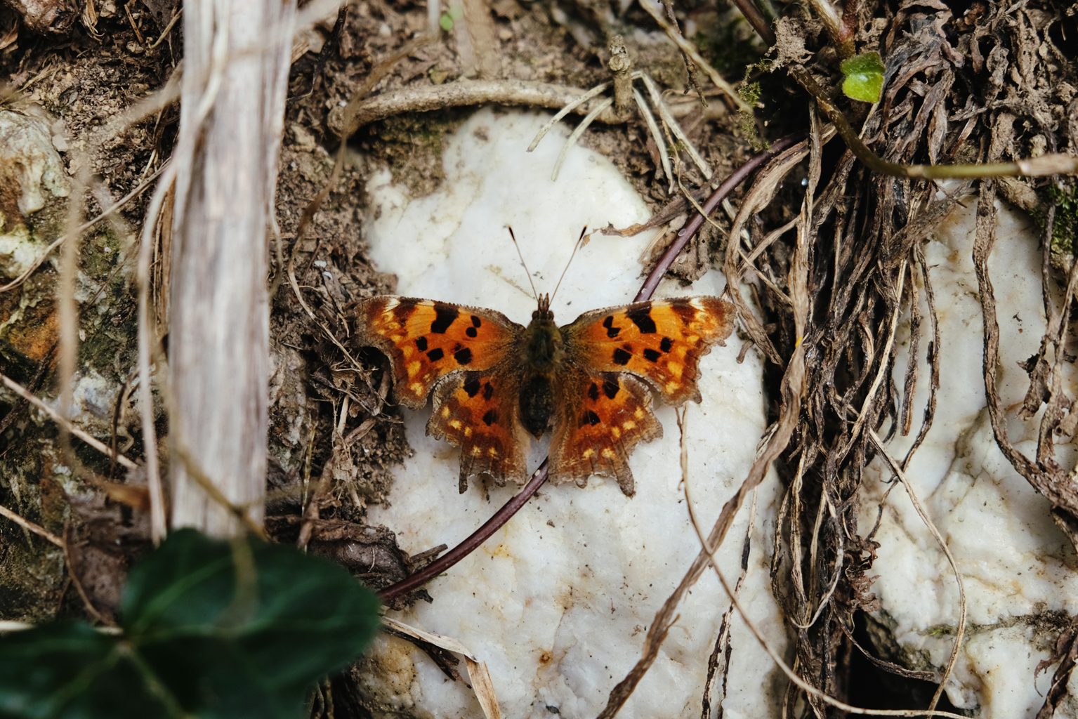   A comma butterfly spotted at our 'secret' campsite  