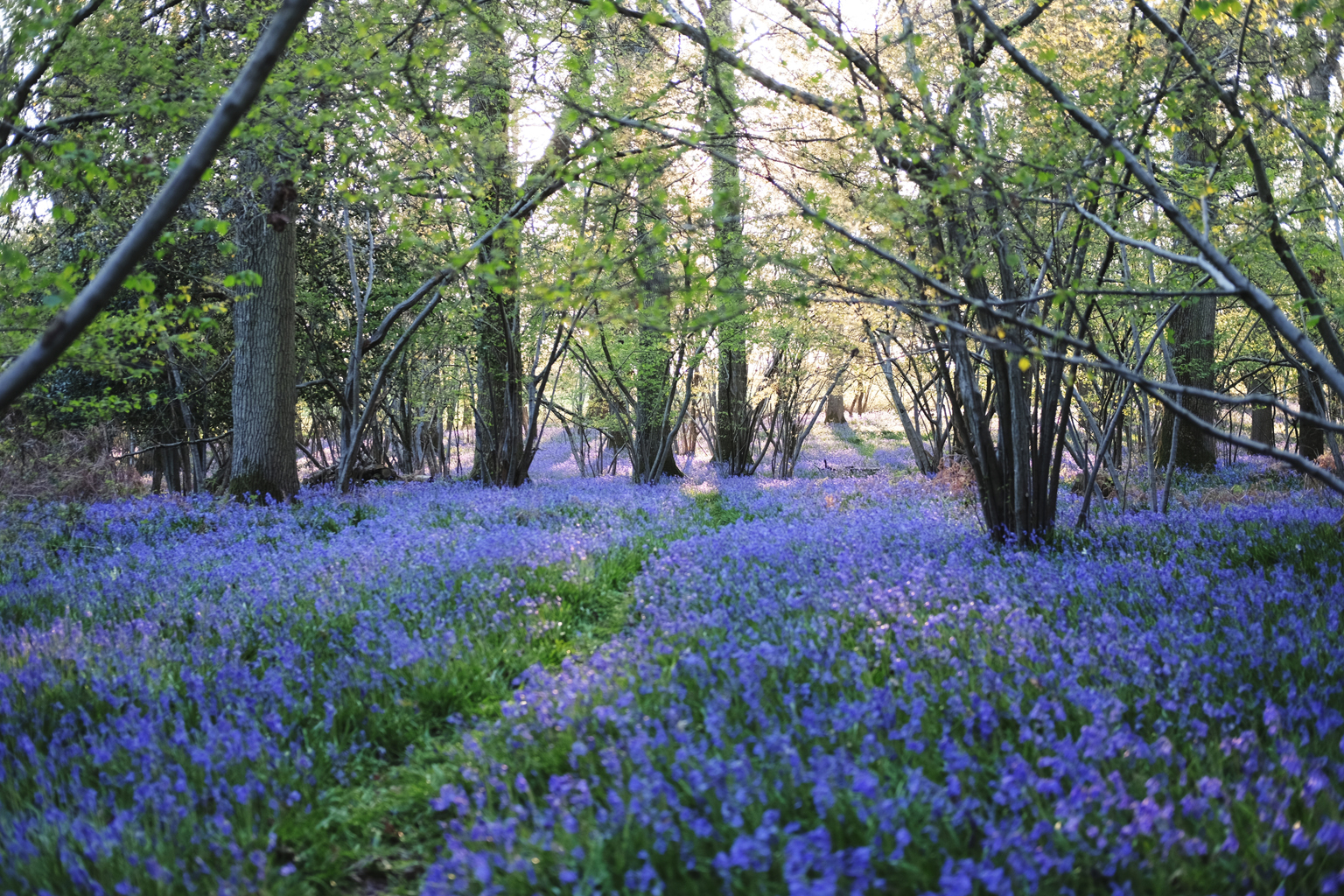   Bluebell explosion to greet us on our return home  