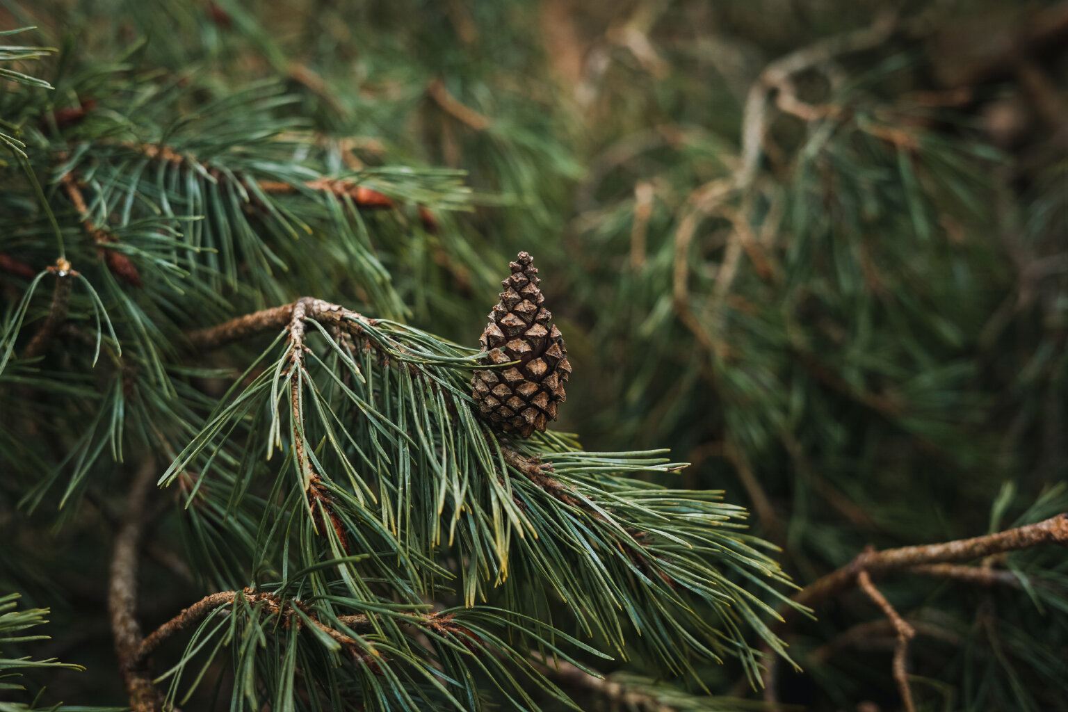  The cone of Scots pine (Pinus sylvestris) 