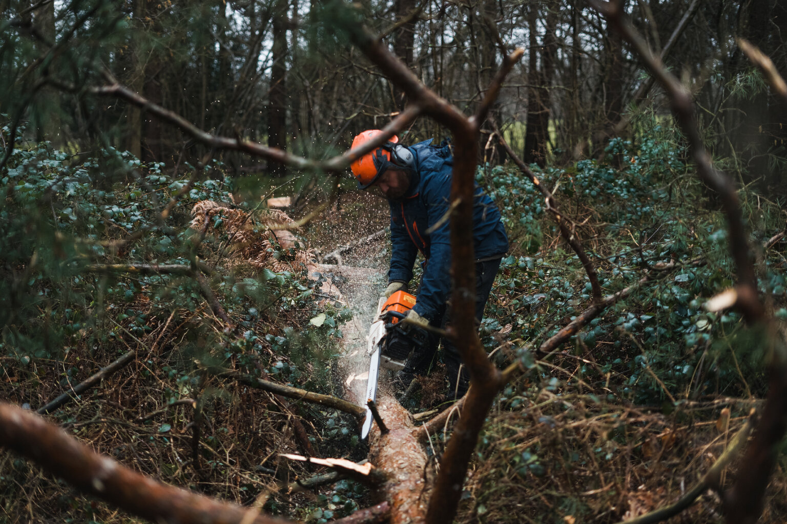  After felling, the limbs are snedded and the main trunks cut to 3 metre lengths ready for extraction. 