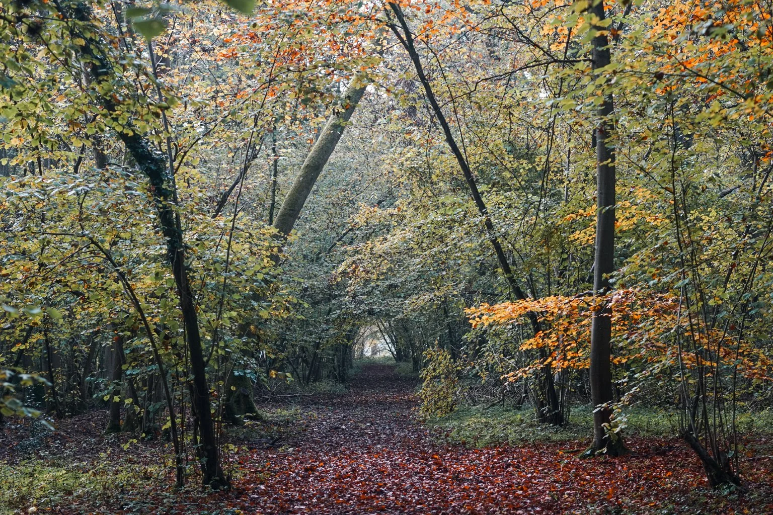 On Woodland Management