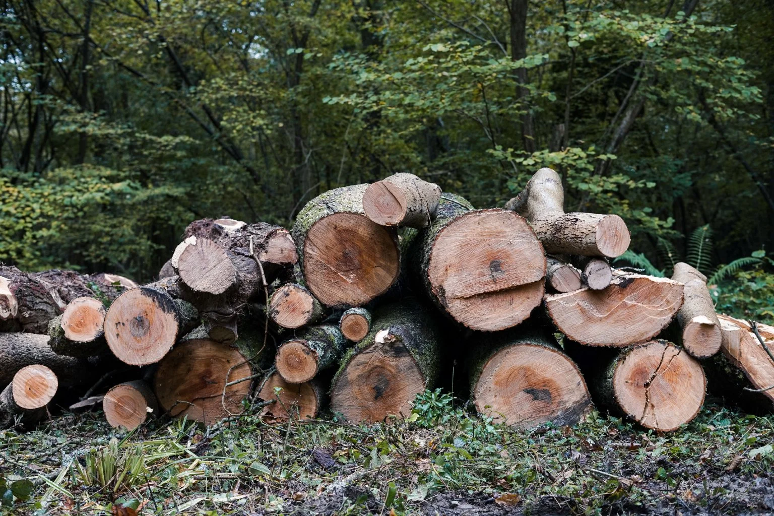 A Week in the Woods - Video