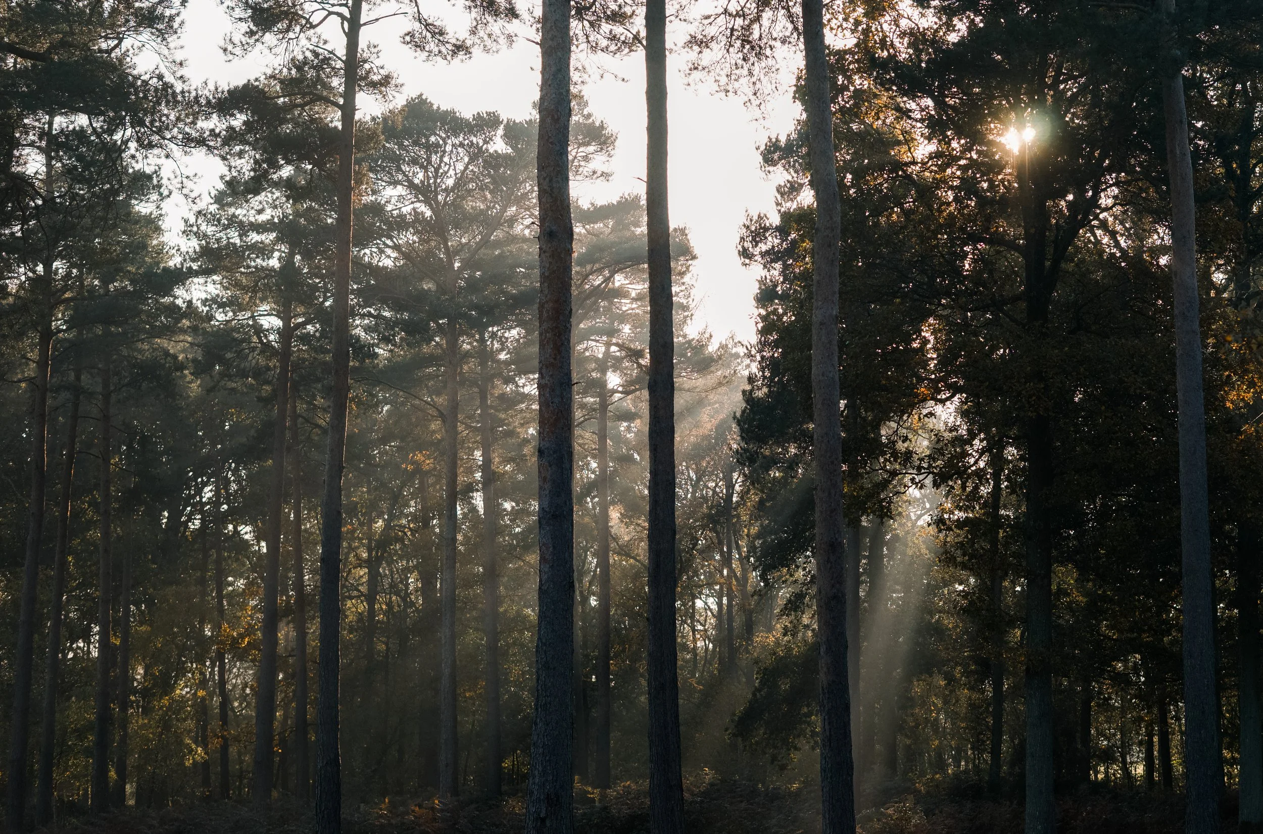 Lessons from the Woods - our new Podcast!