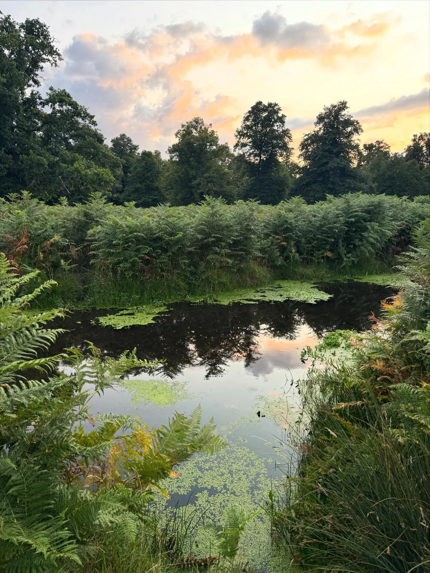 Balmy, Bushy Park eves 🪵🌿⛅️