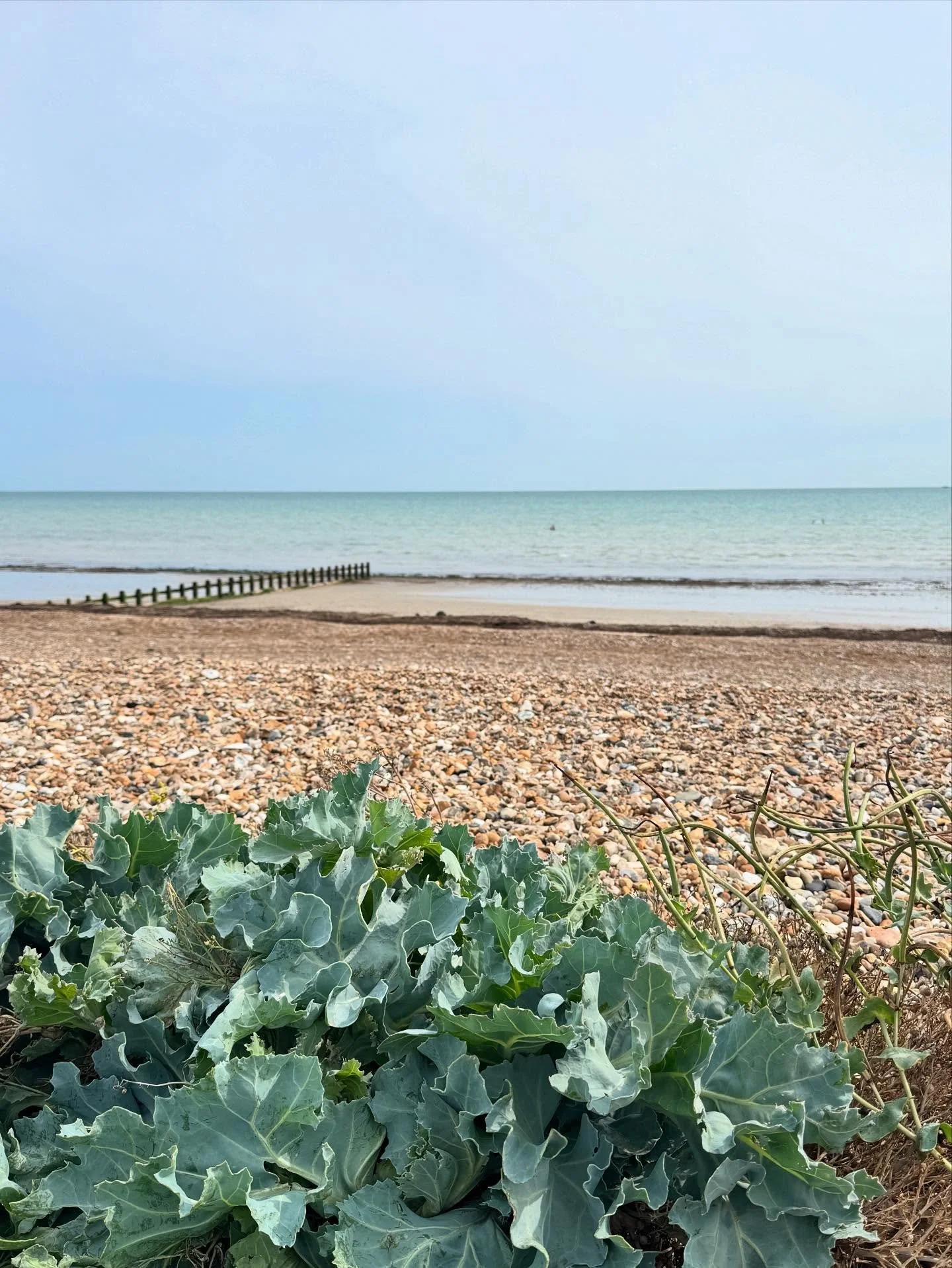 Beach brassica 🥬
