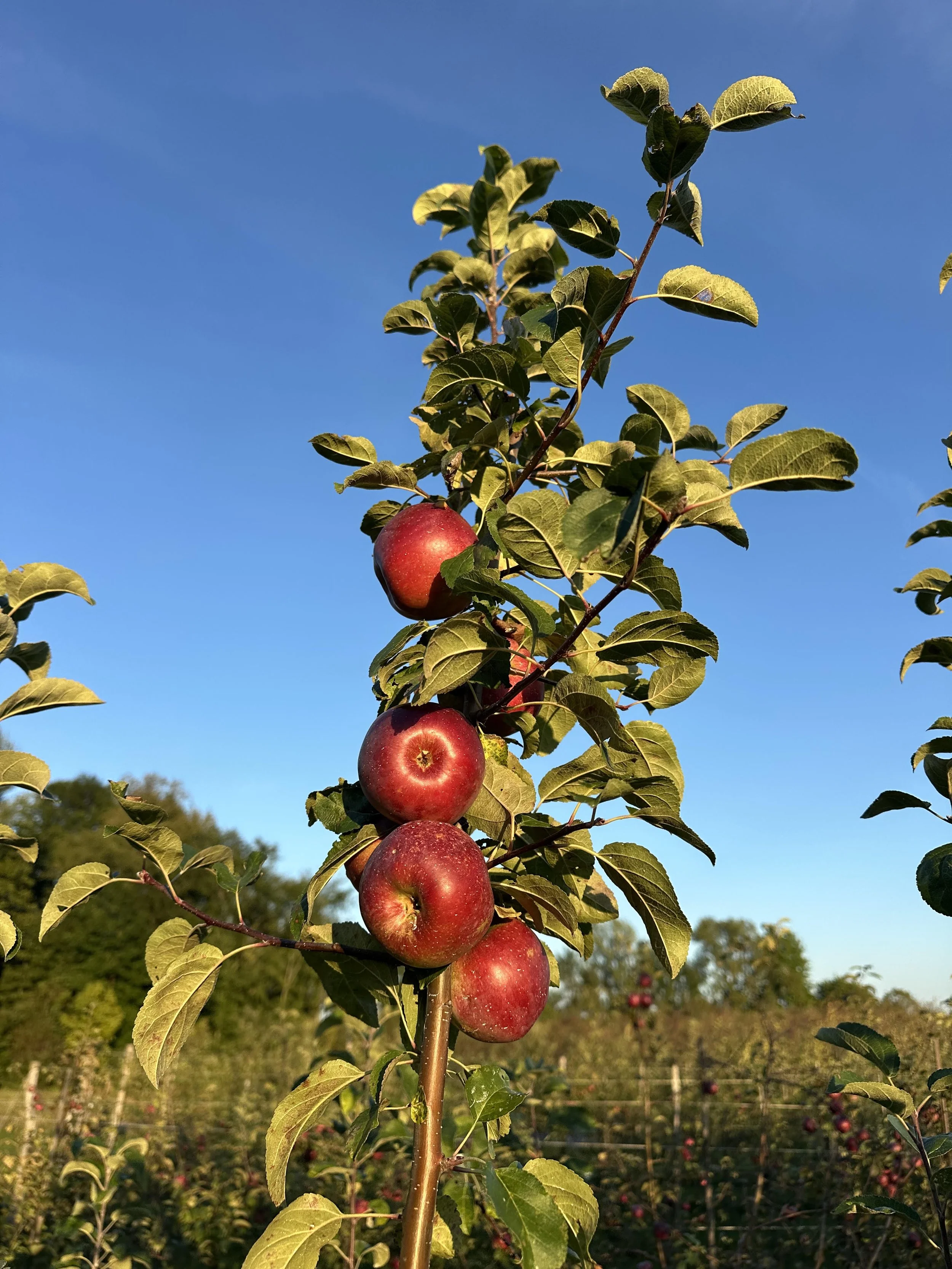 Liberty apple 2026.jpg