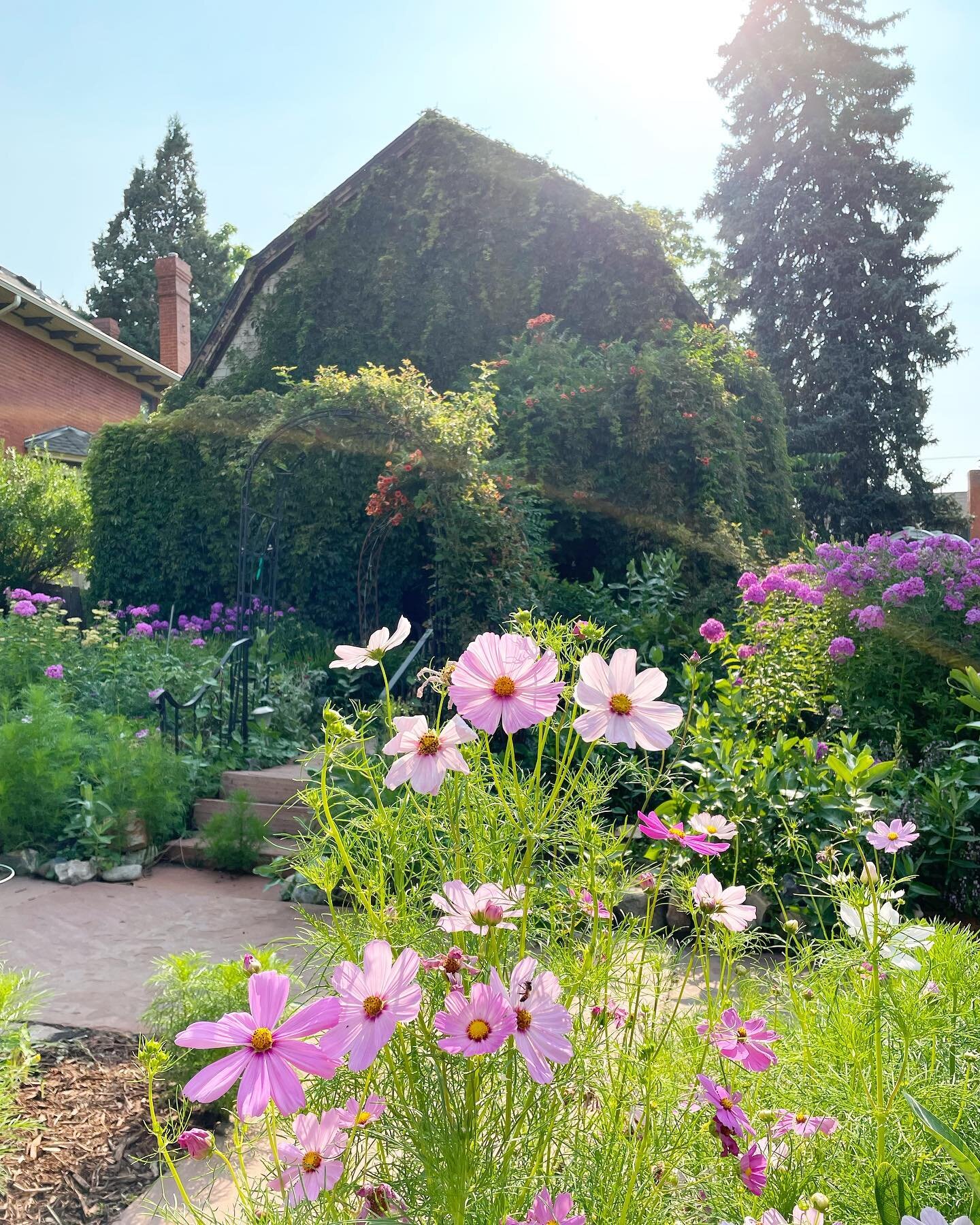 Just a dreamy plant filled cottage that I walked past. 🌸 some serious plantification! 

Can&rsquo;t imagine a lot of light gets into the house - but boy it&rsquo;s beautiful from the outside! 
.
.
.
#denver #cottage #plantpower #planttakeover #magic