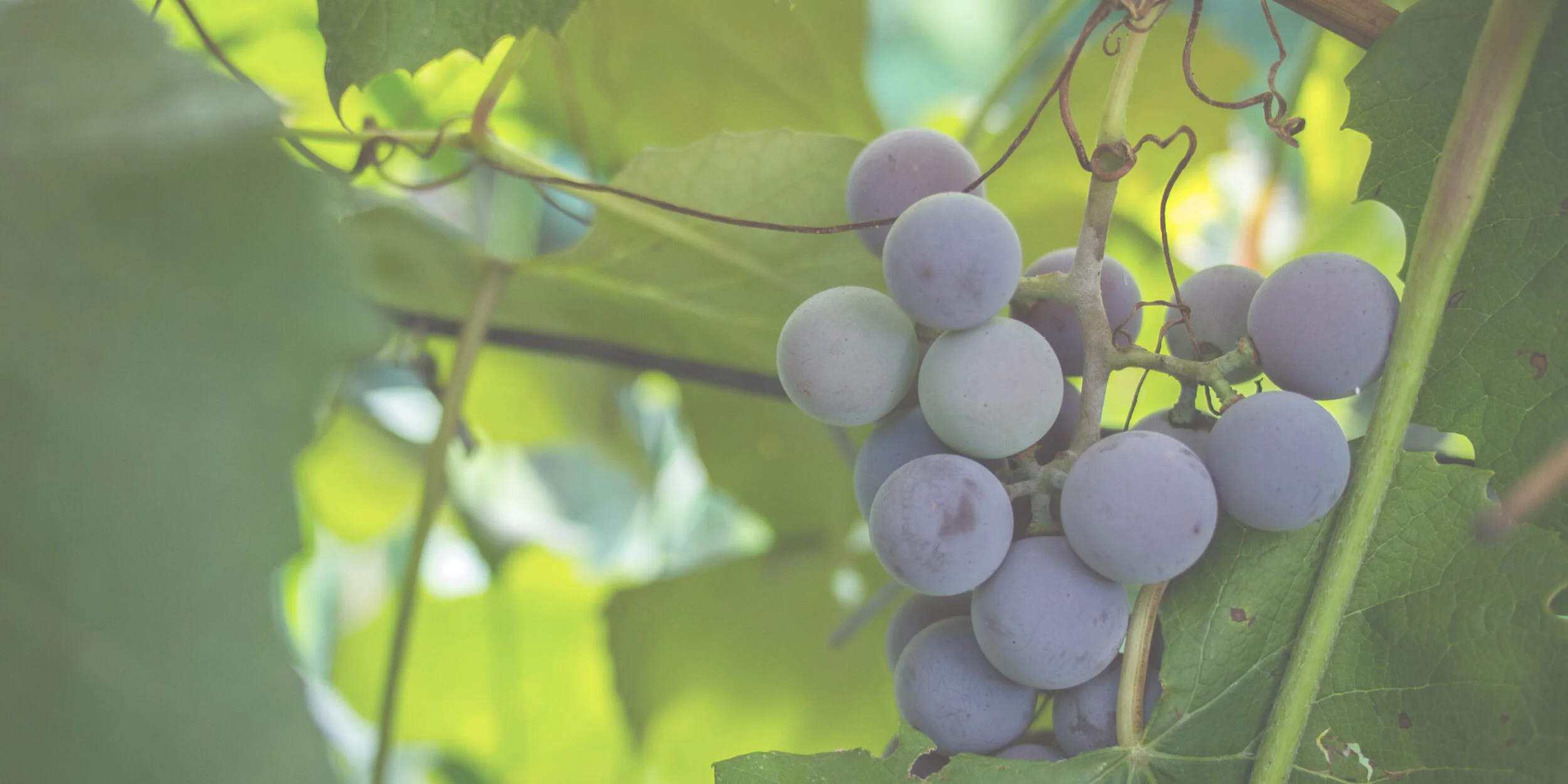 The Fruit of Wisdom James - 1:22–27