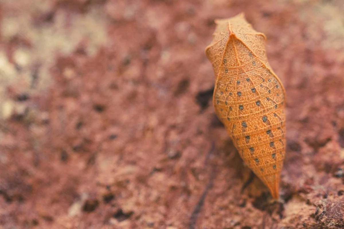 Cocoon| One Day Retreat with Kerry McColl