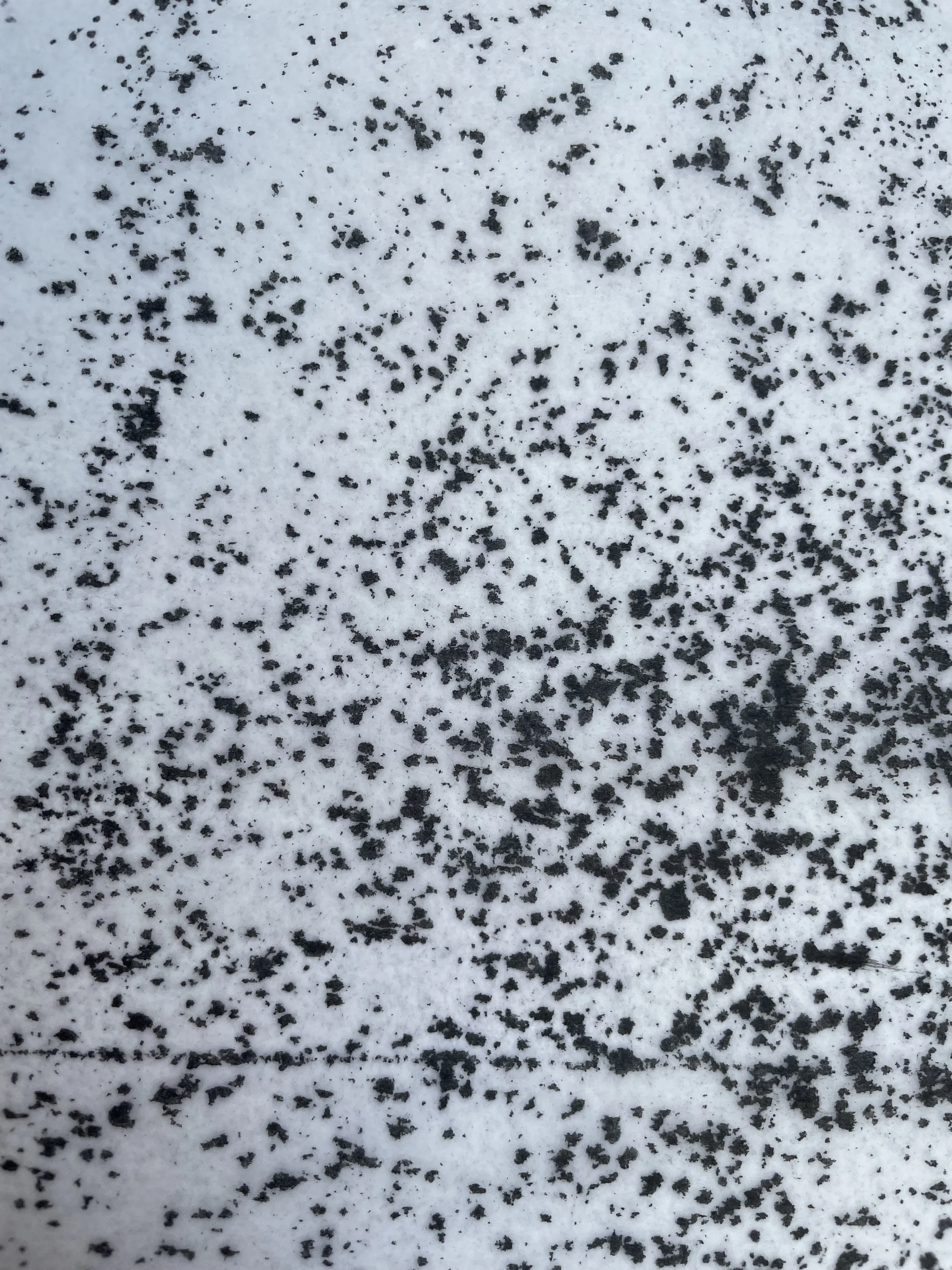 C19 VIRGINIA MCARDLE.jpeg