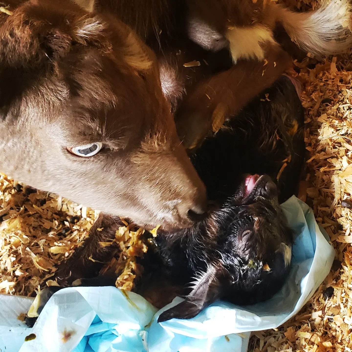 Abby had a MASSIVE girl yesterday.

#babygoats #babyanimals