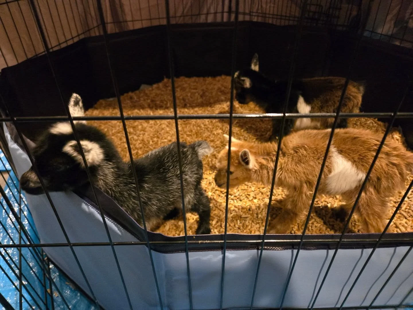 Migraine had her #babygoats last night! I've got a baby goat cam streaming on my Twitch. Link in bio.
#nigeriandwarfgoats #babyanimals #cute