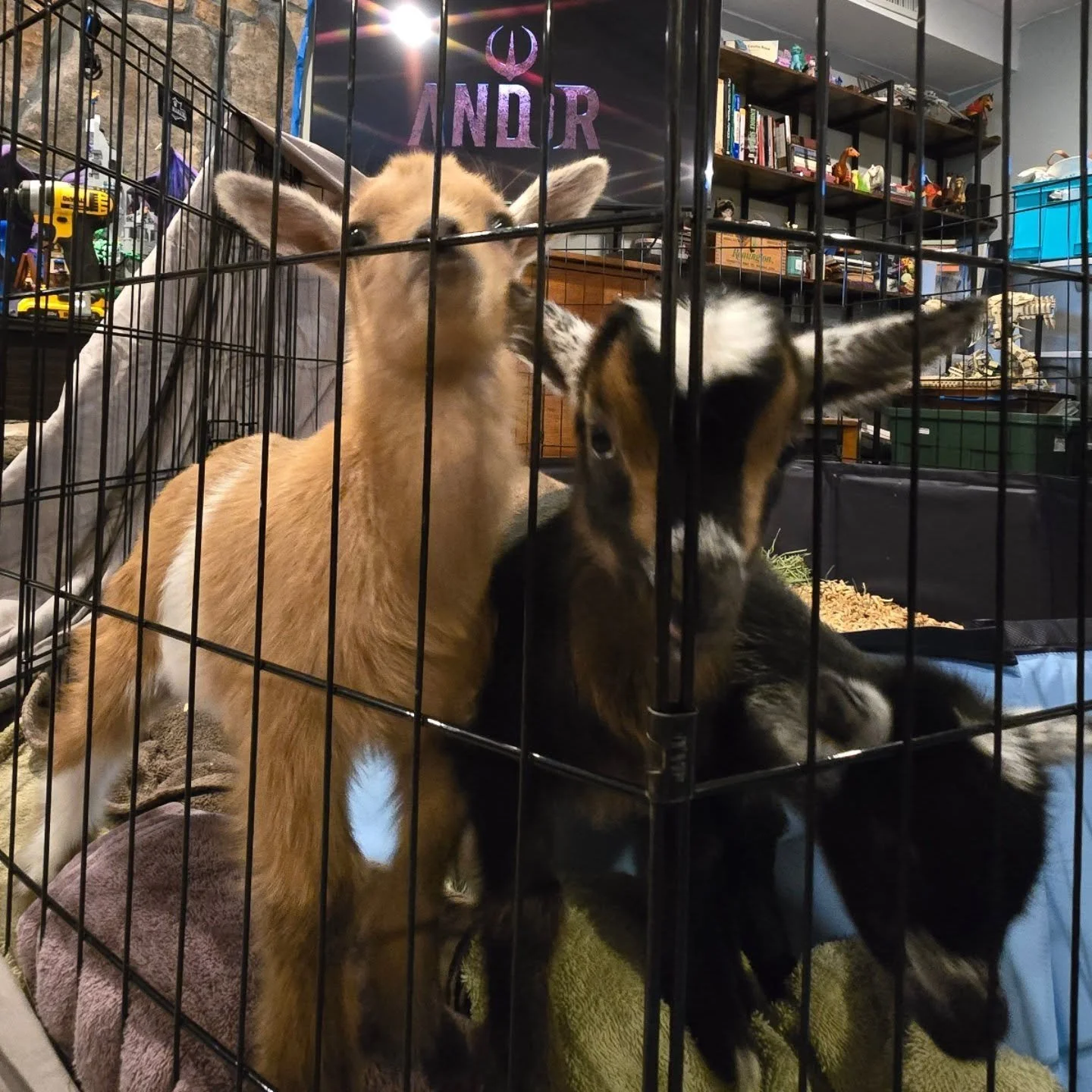 Raise your kids right.

#starwars #andor #babygoats